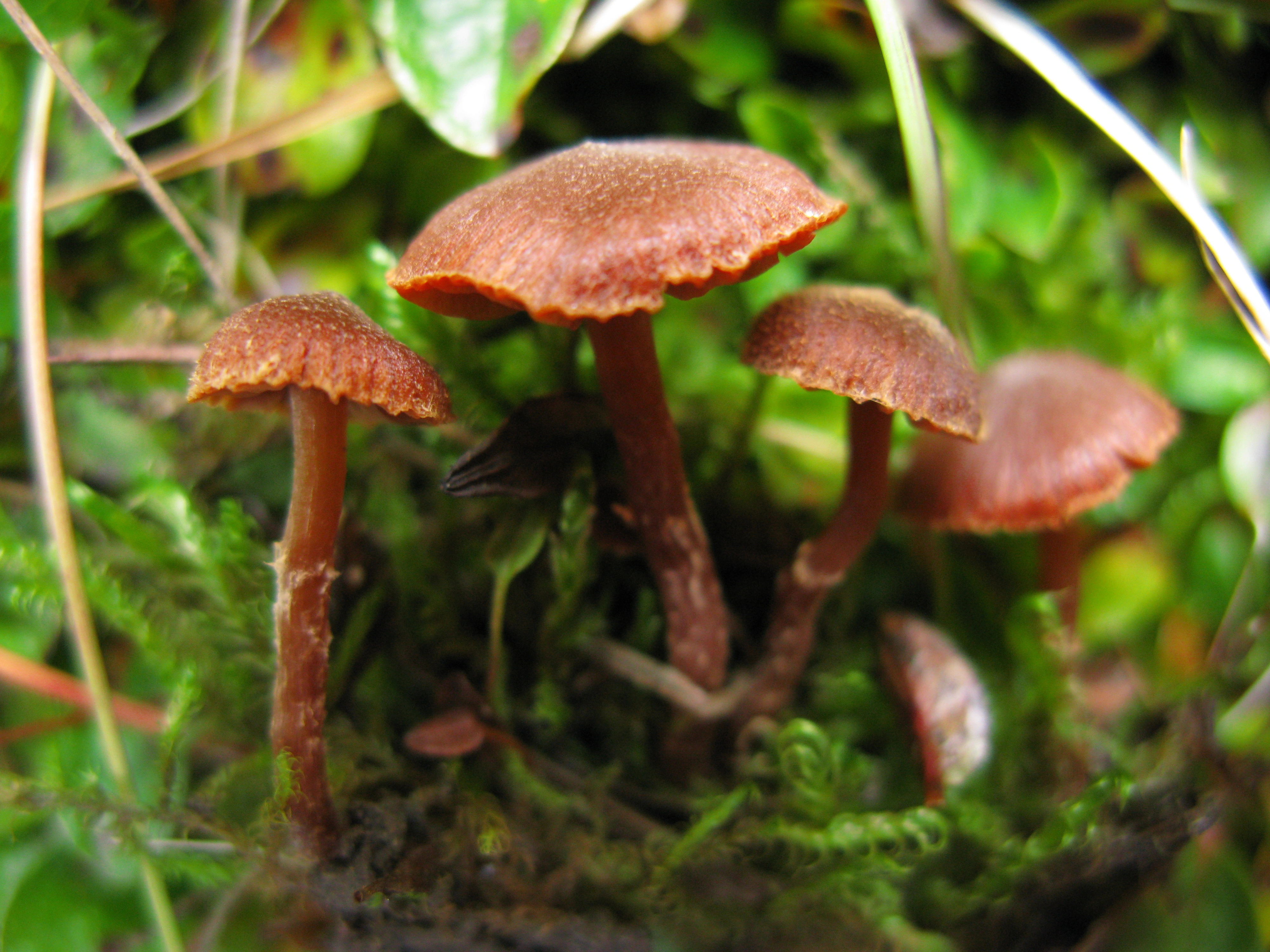 Stilksporesopper: Cortinarius rusticellus.