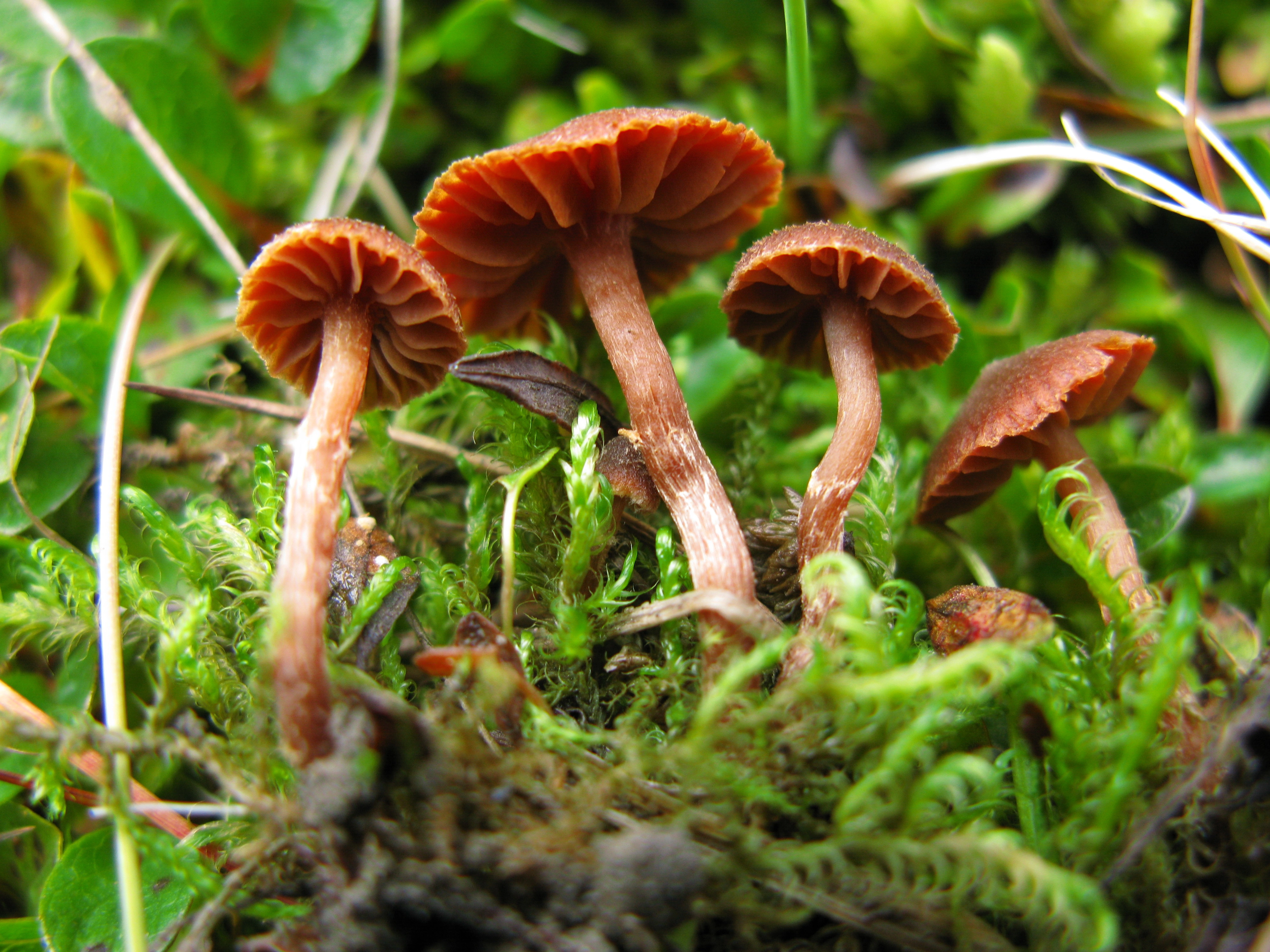 Stilksporesopper: Cortinarius rusticellus.