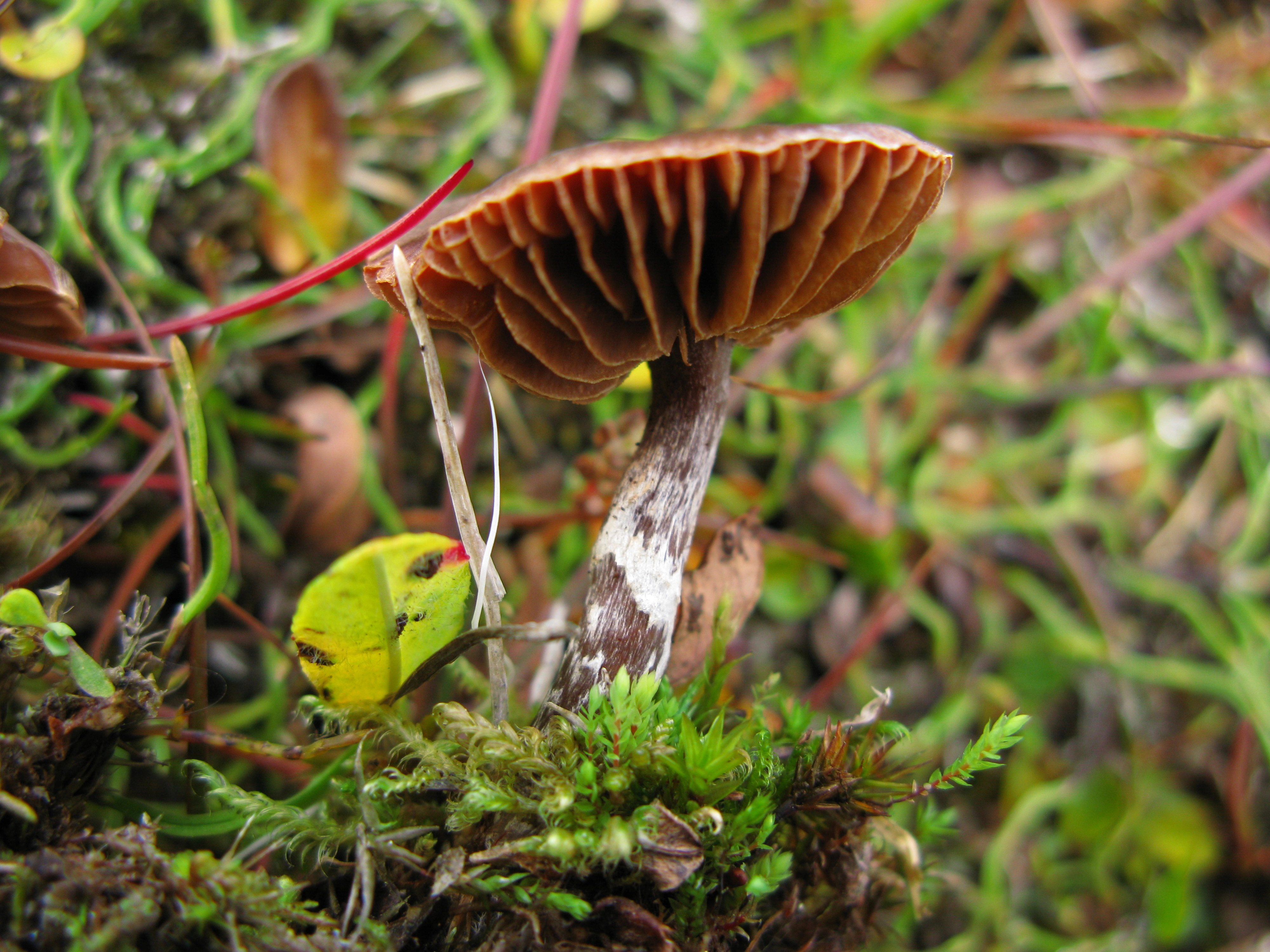 Storsporeslørsopp-gruppen.