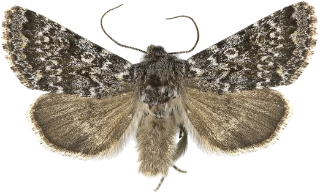 klippefjellfly