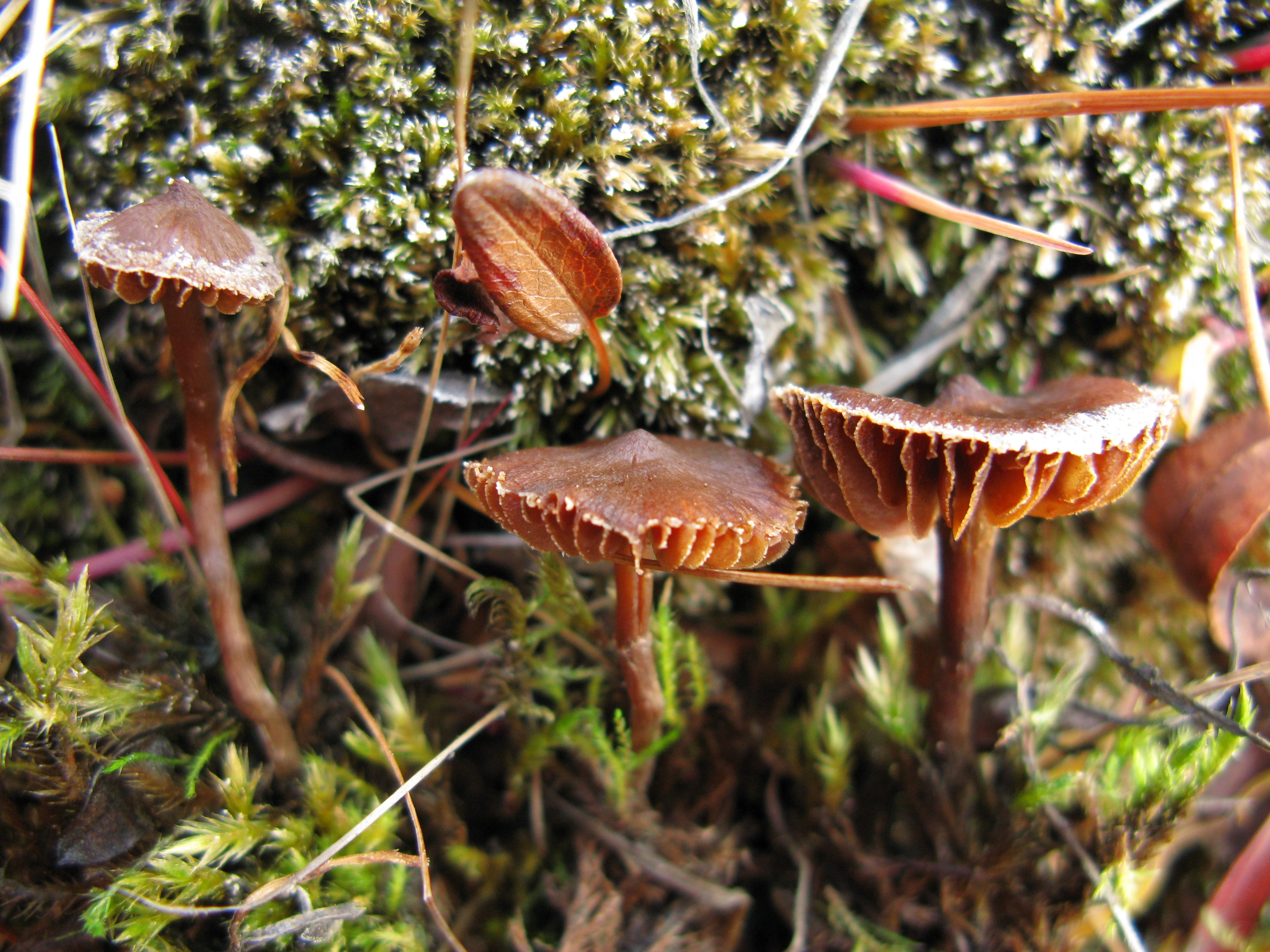 Stilksporesopper: Cortinarius scotoides.