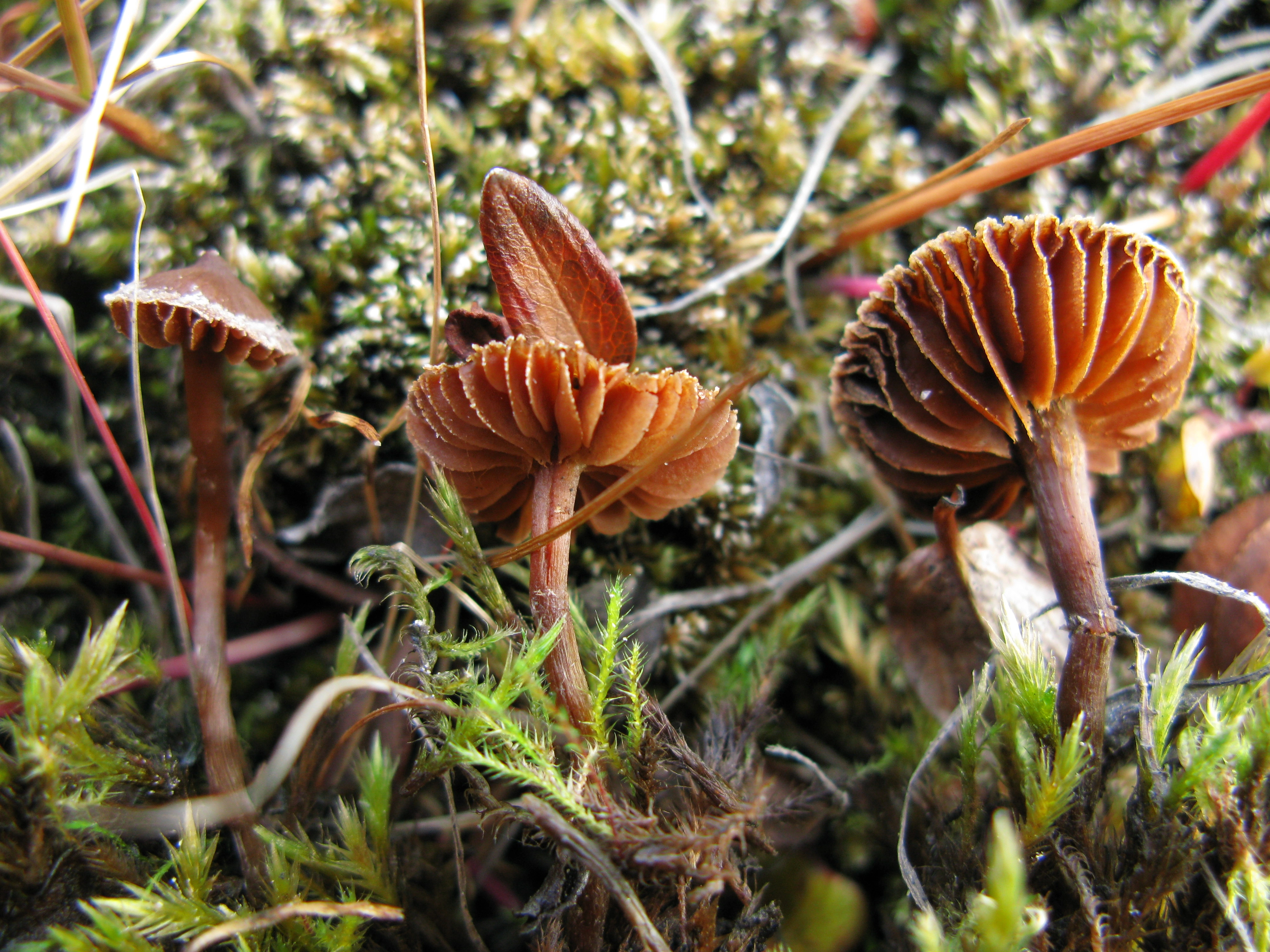 Stilksporesopper: Cortinarius scotoides.