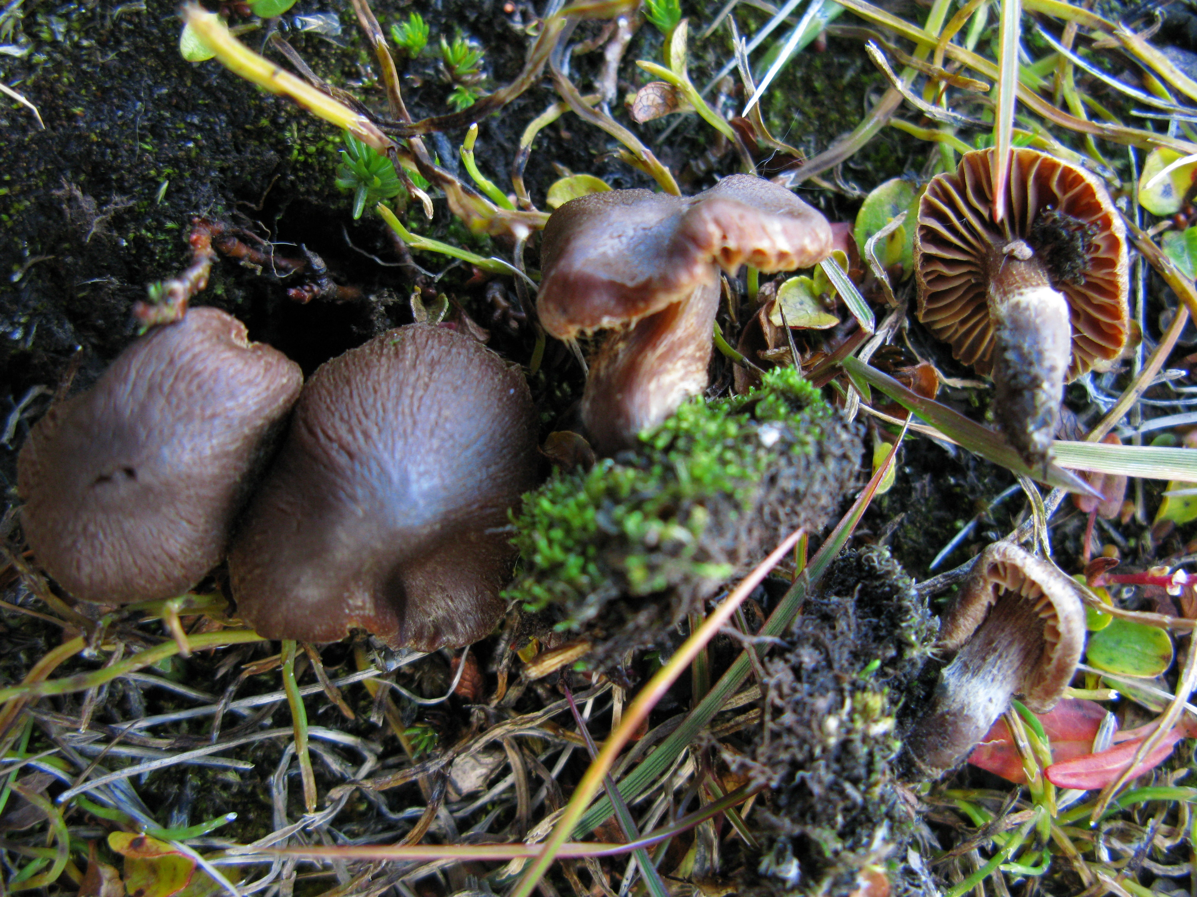 Stilksporesopper: Cortinarius pseudofusisporus.