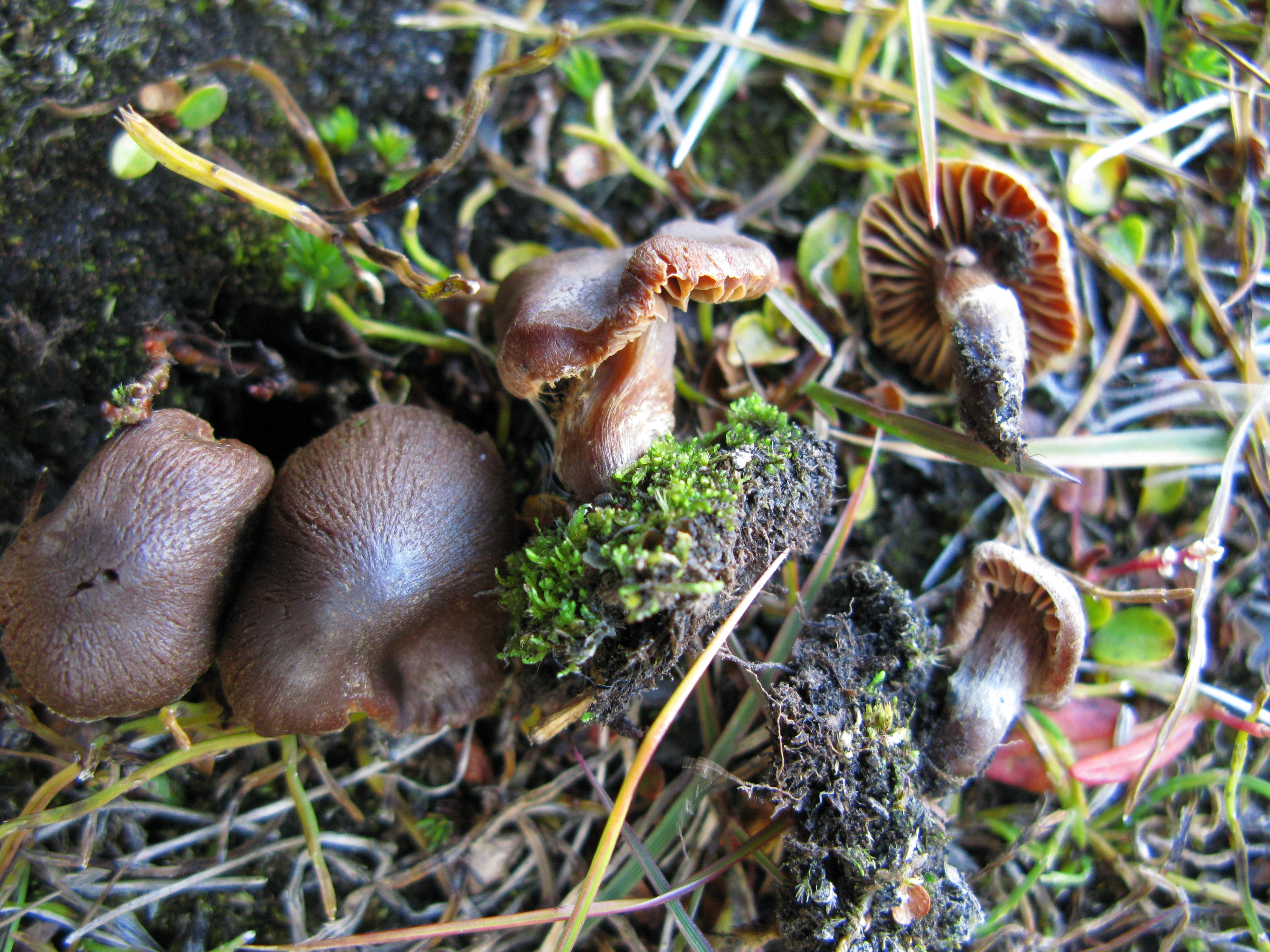 Stilksporesopper: Cortinarius pseudofusisporus.