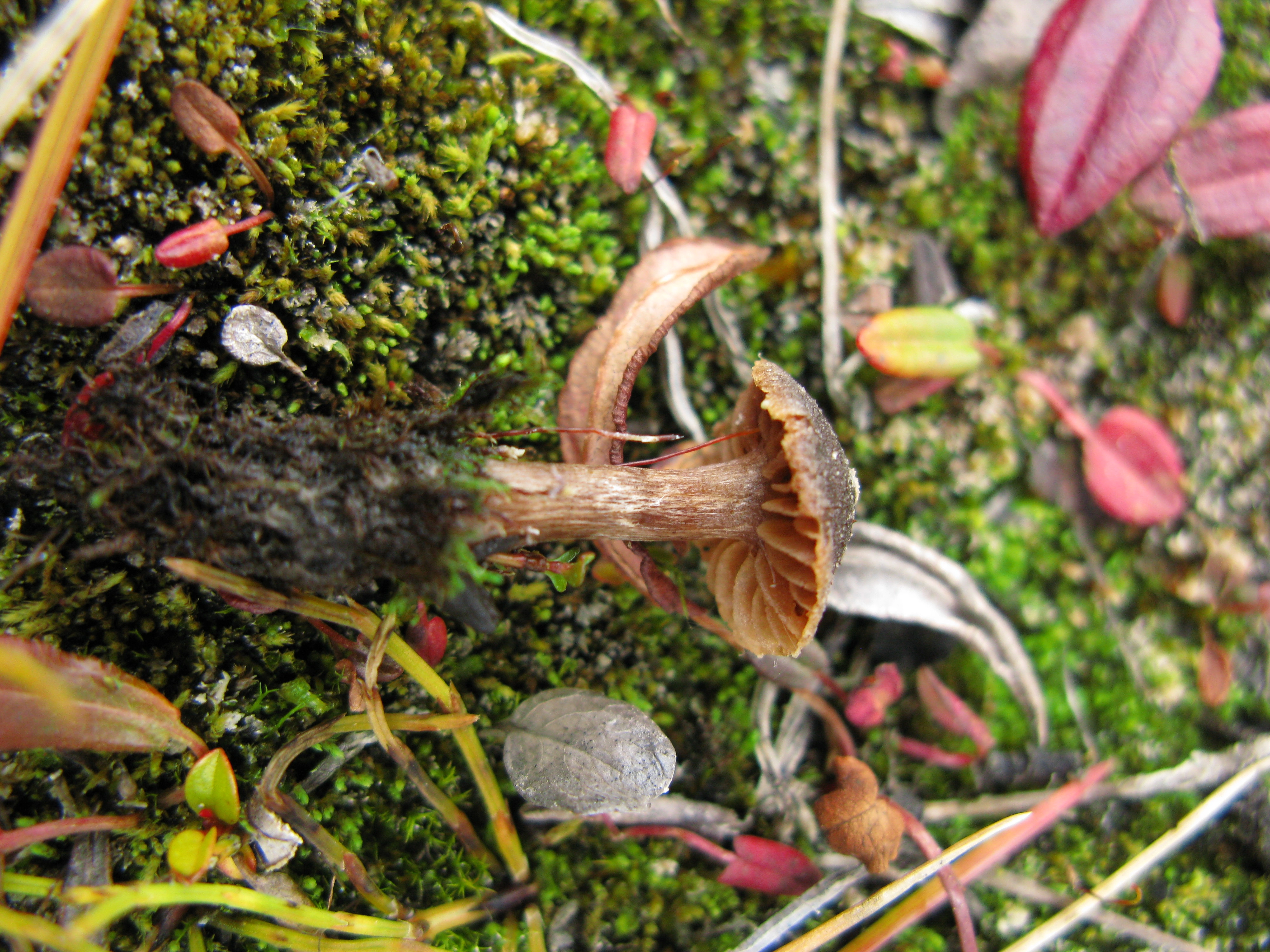 Stilksporesopper: Cortinarius pulchripes.