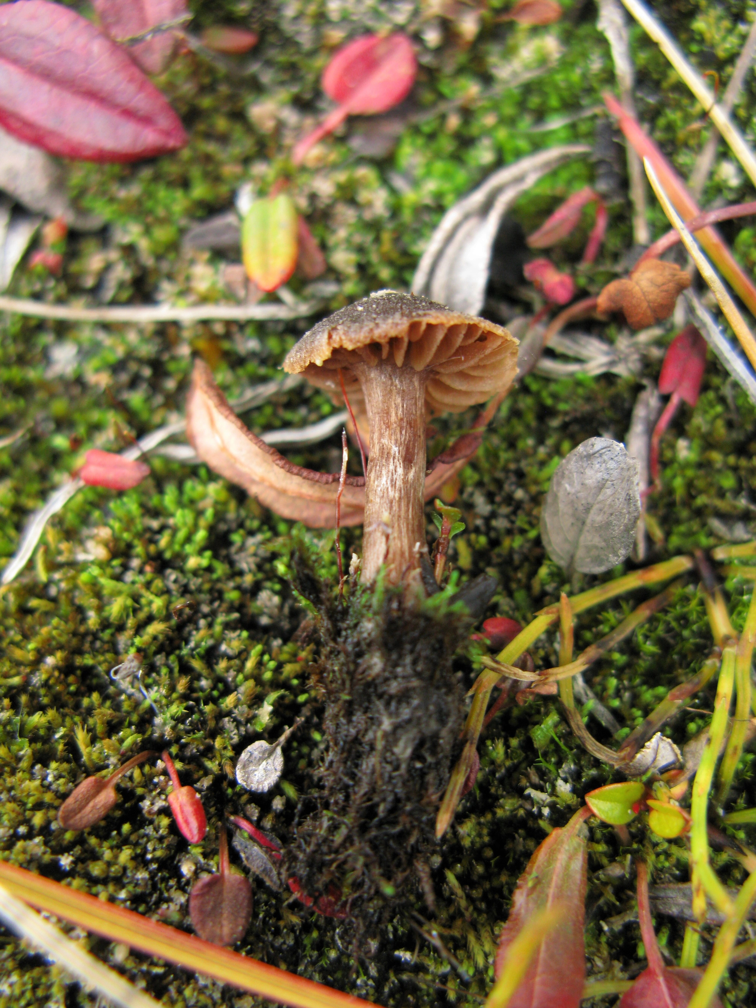 Stilksporesopper: Cortinarius pulchripes.