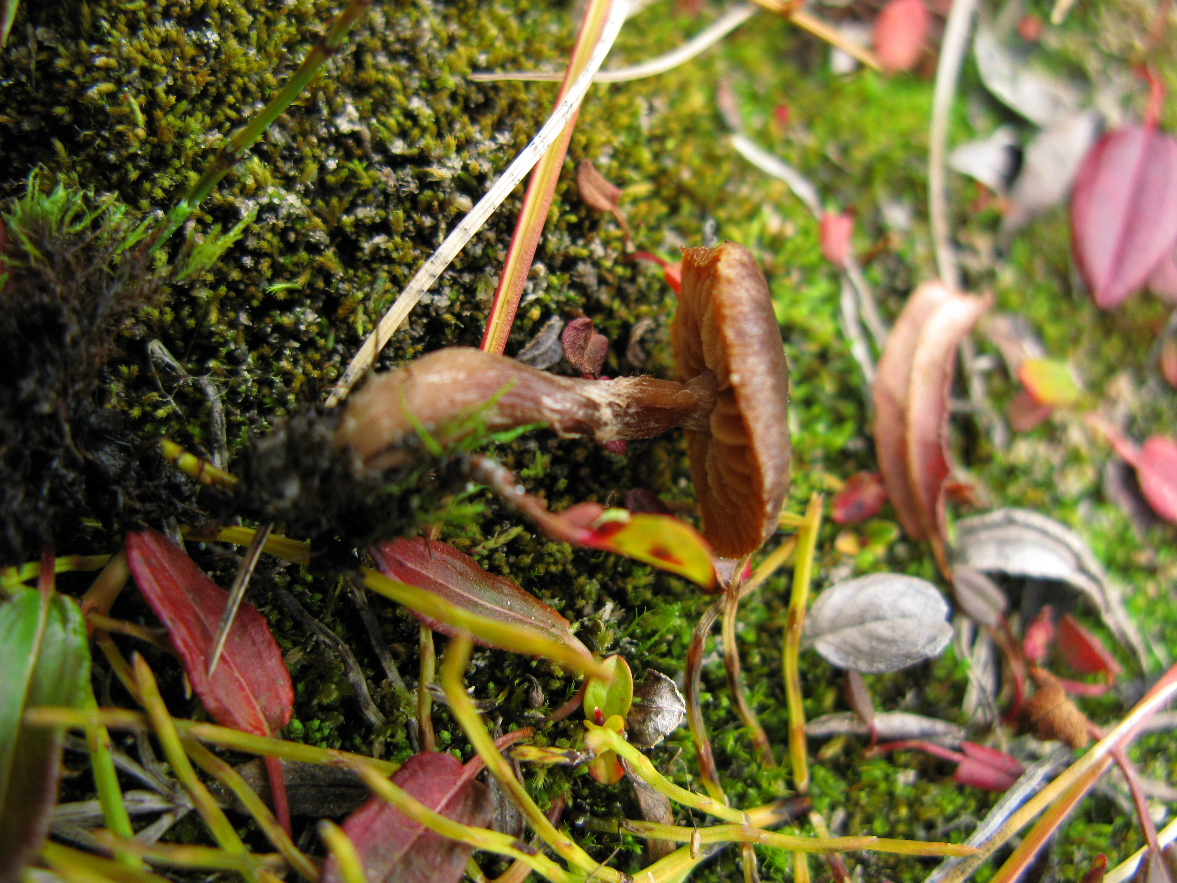 Stilksporesopper: Cortinarius pulchripes.