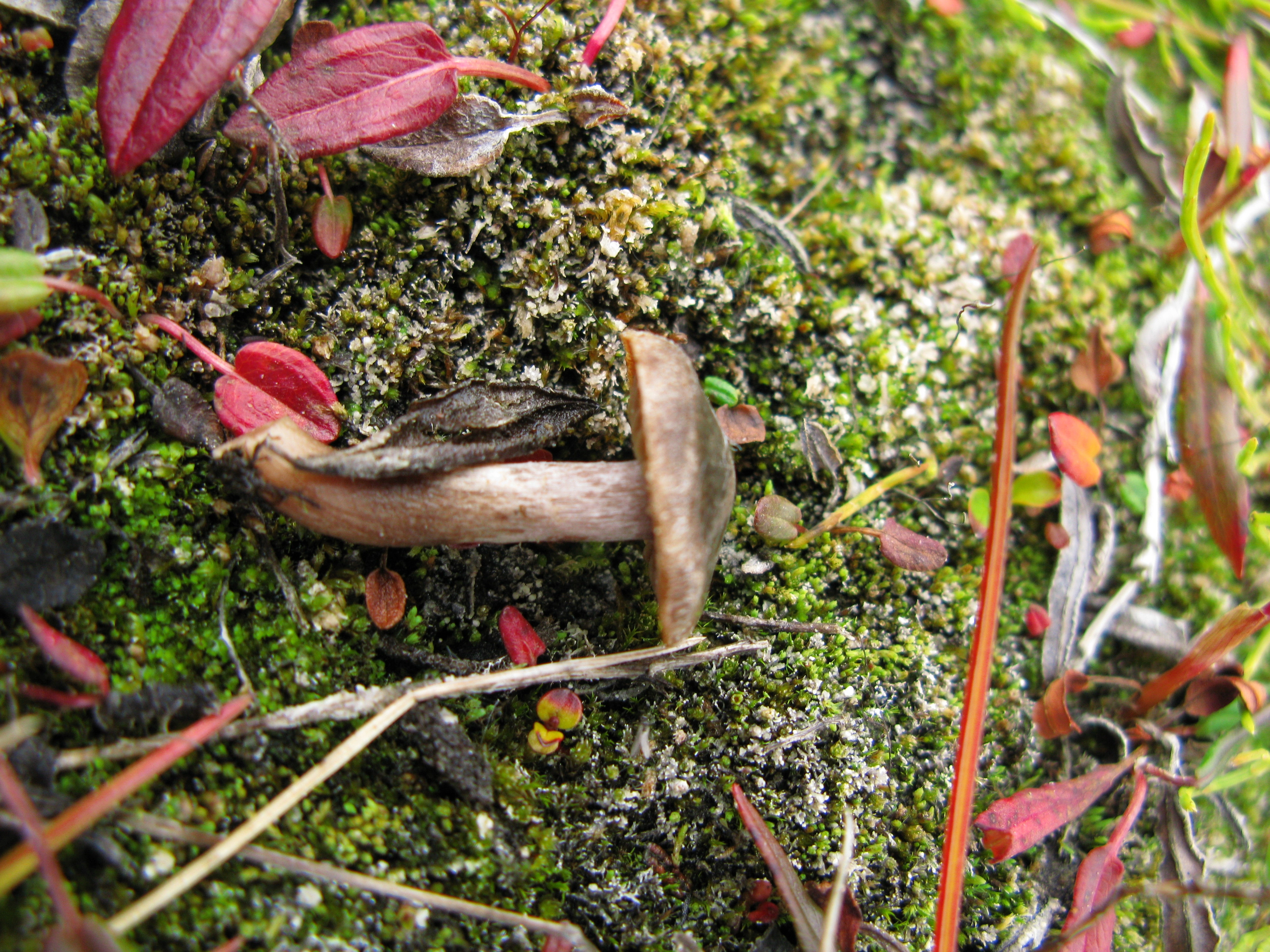 Stilksporesopper: Cortinarius pulchripes.