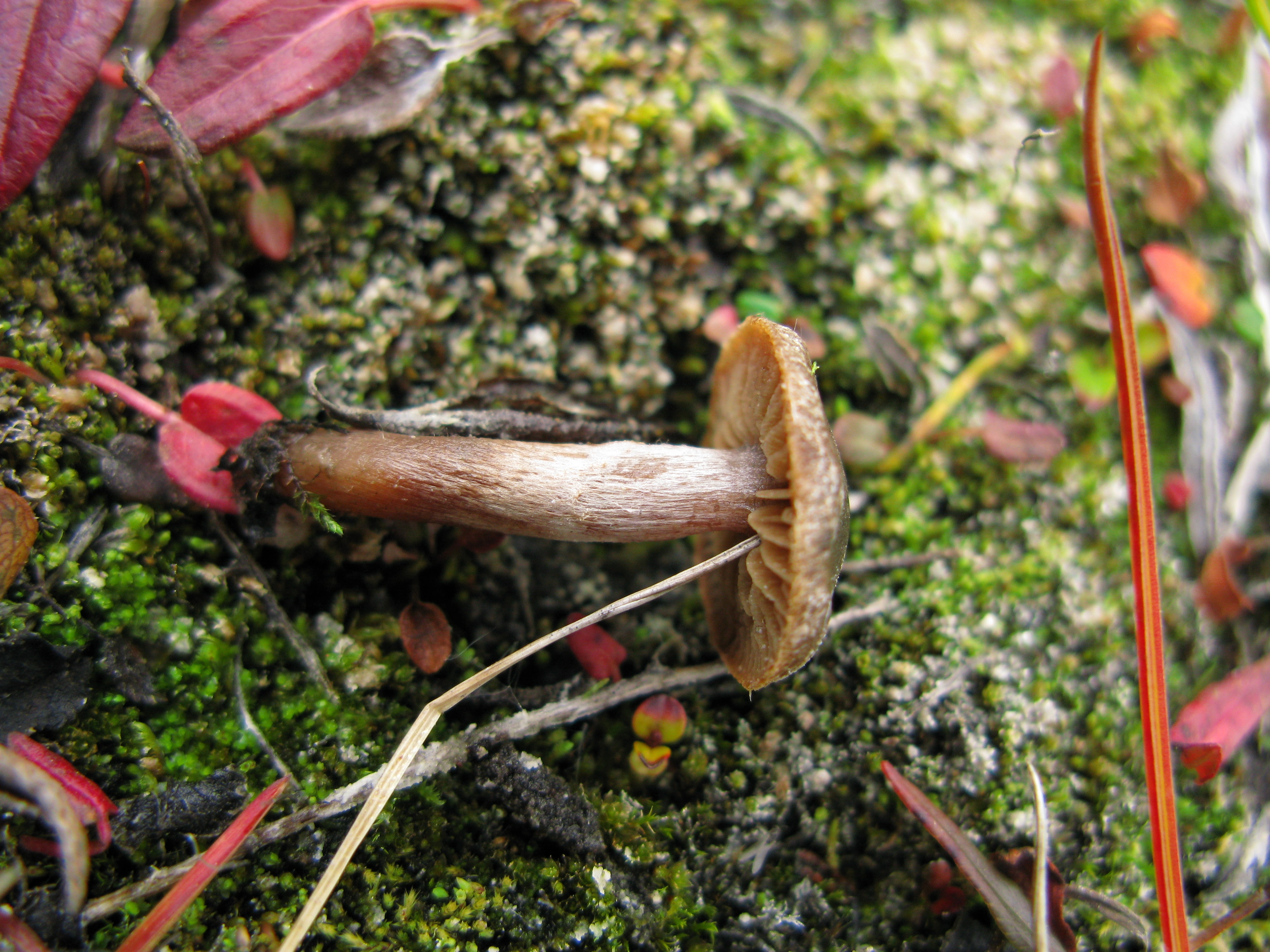 Stilksporesopper: Cortinarius pulchripes.