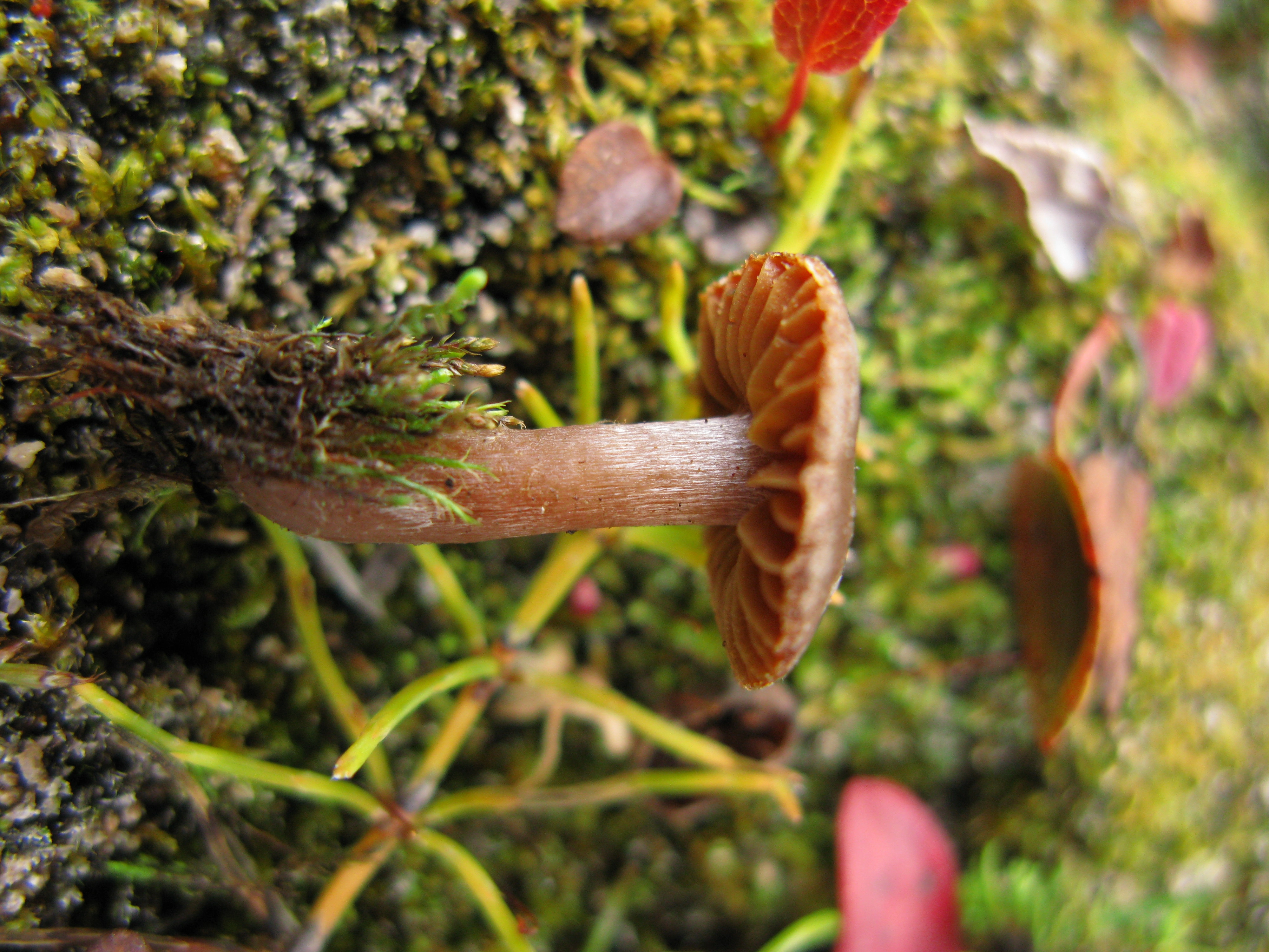 Stilksporesopper: Cortinarius pulchripes.