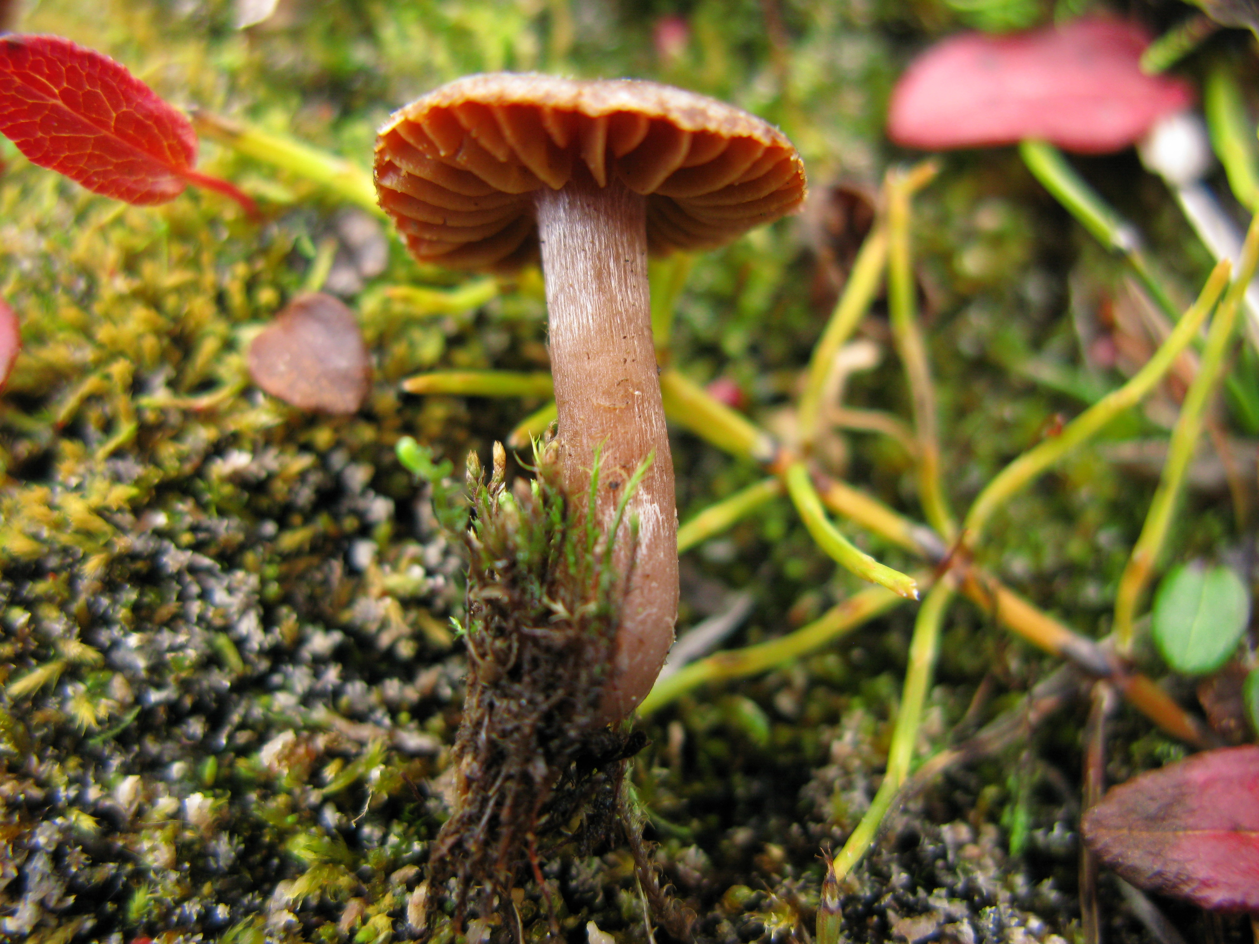 Stilksporesopper: Cortinarius pulchripes.