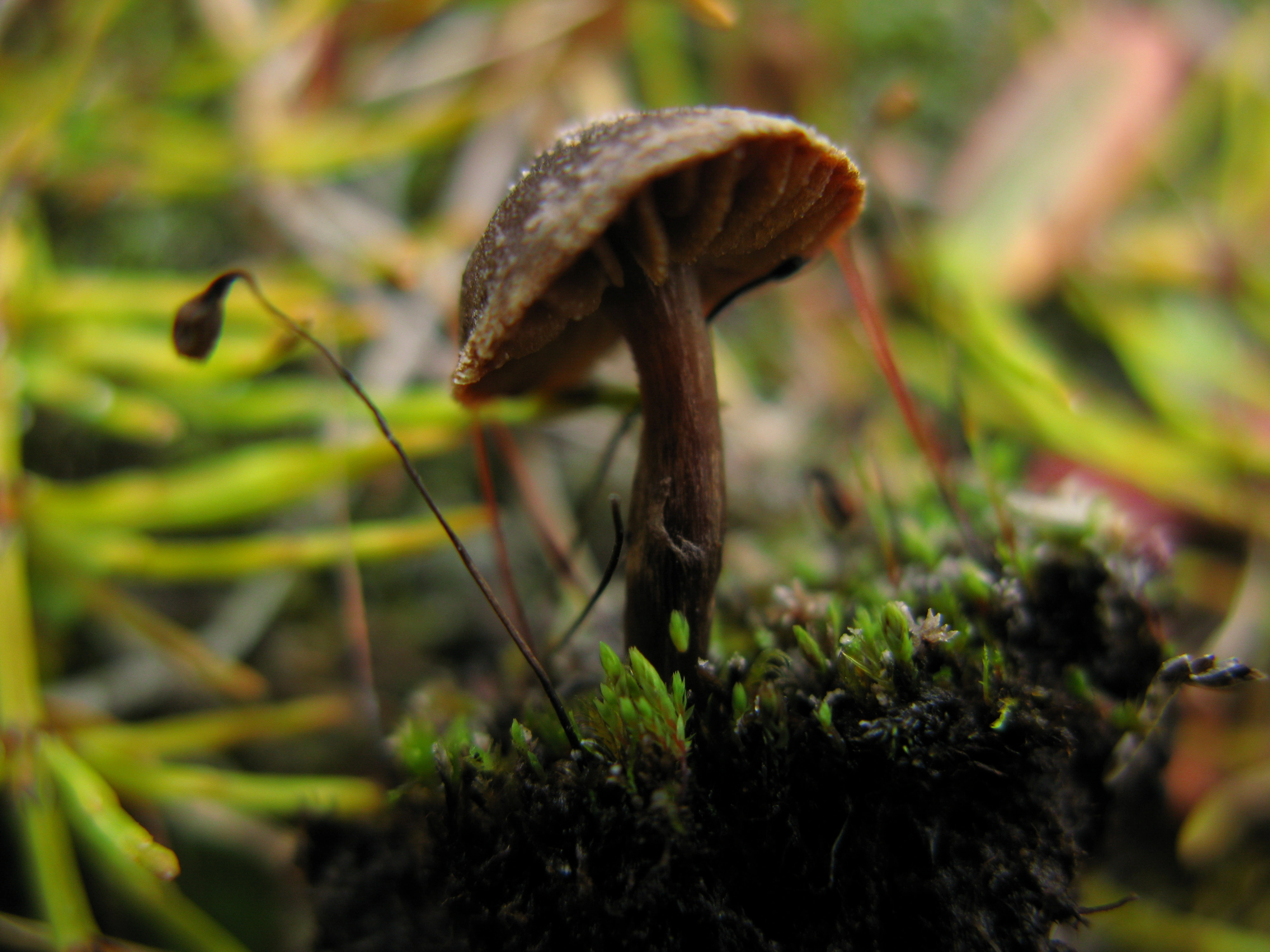 Stilksporesopper: Cortinarius pulchripes.