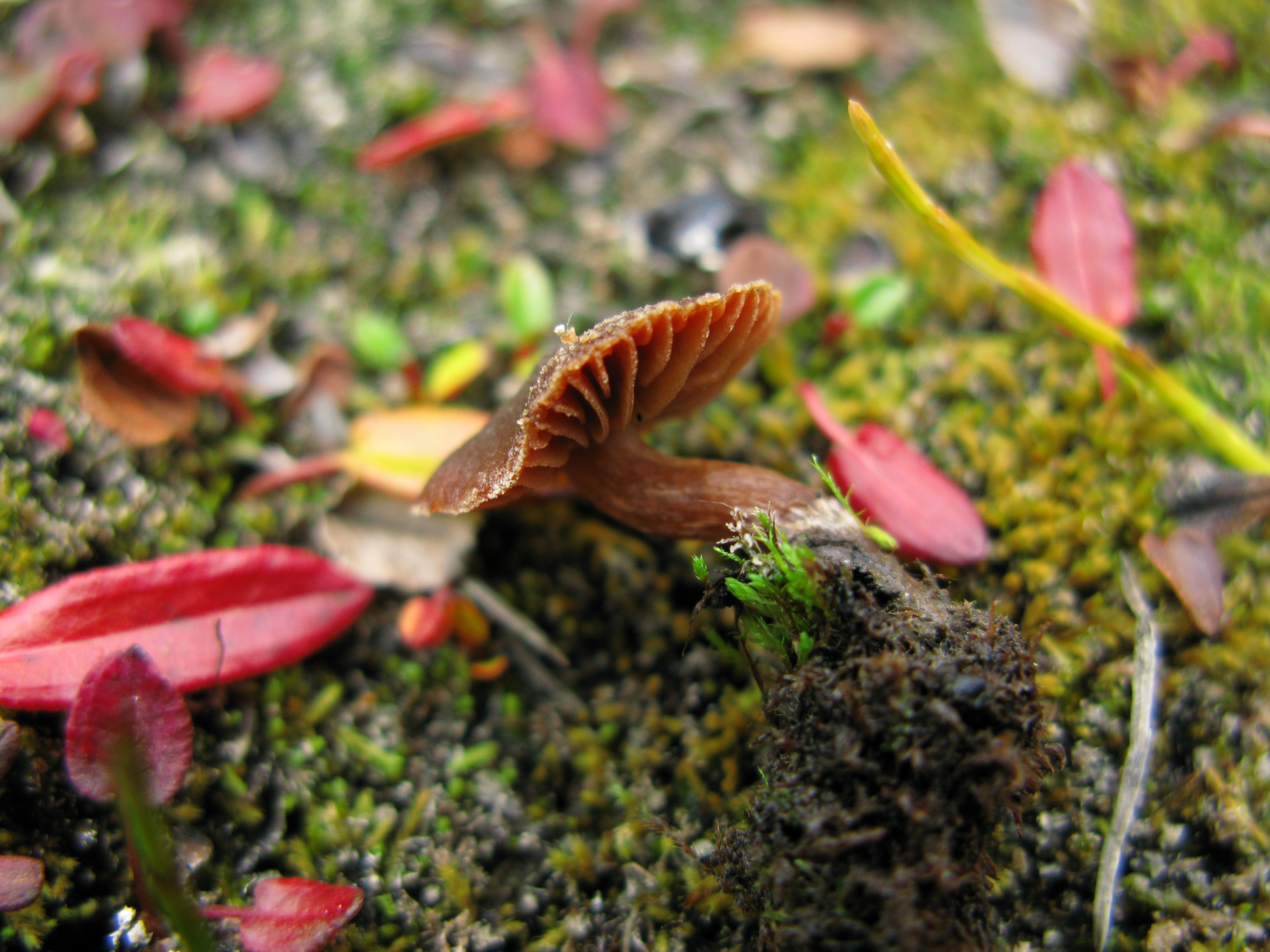 Stilksporesopper: Cortinarius pulchripes.