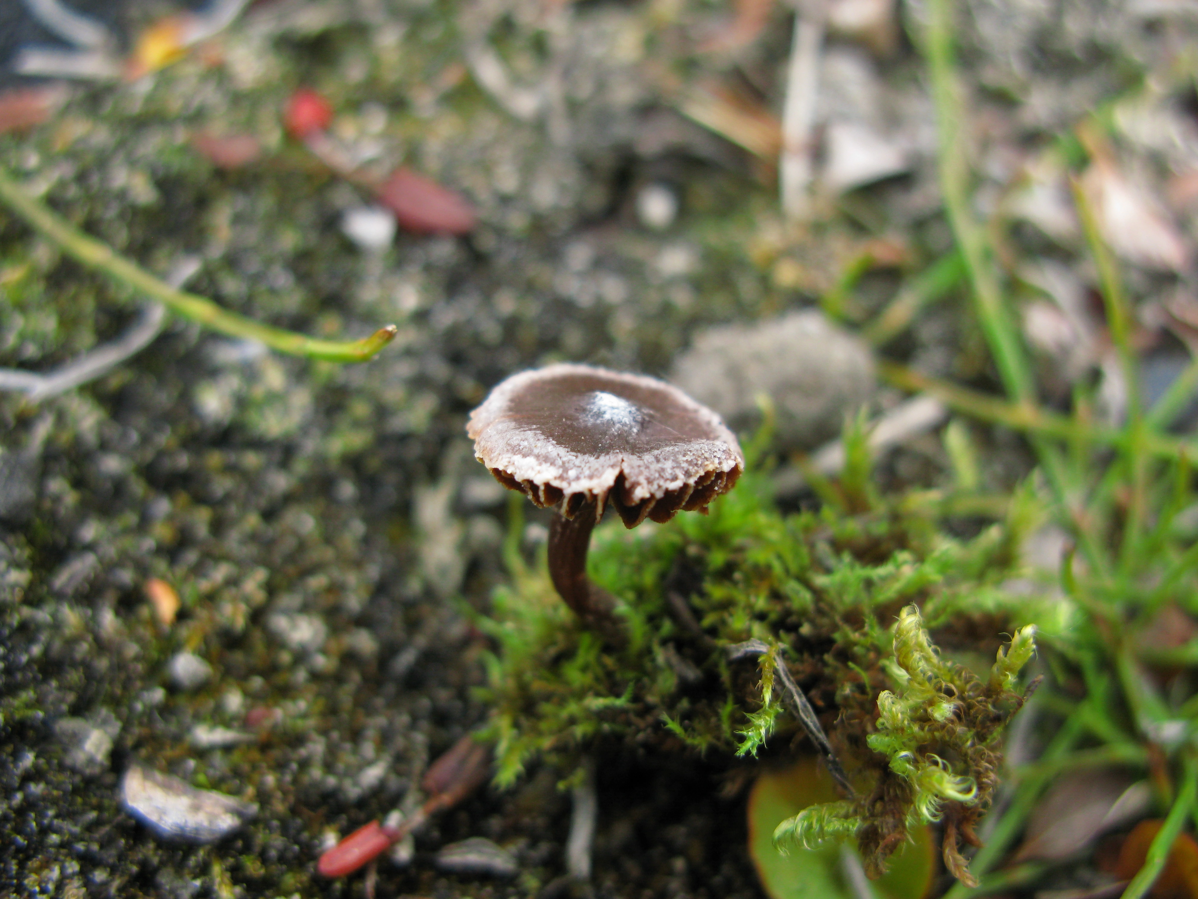 Stilksporesopper: Cortinarius pulchripes.