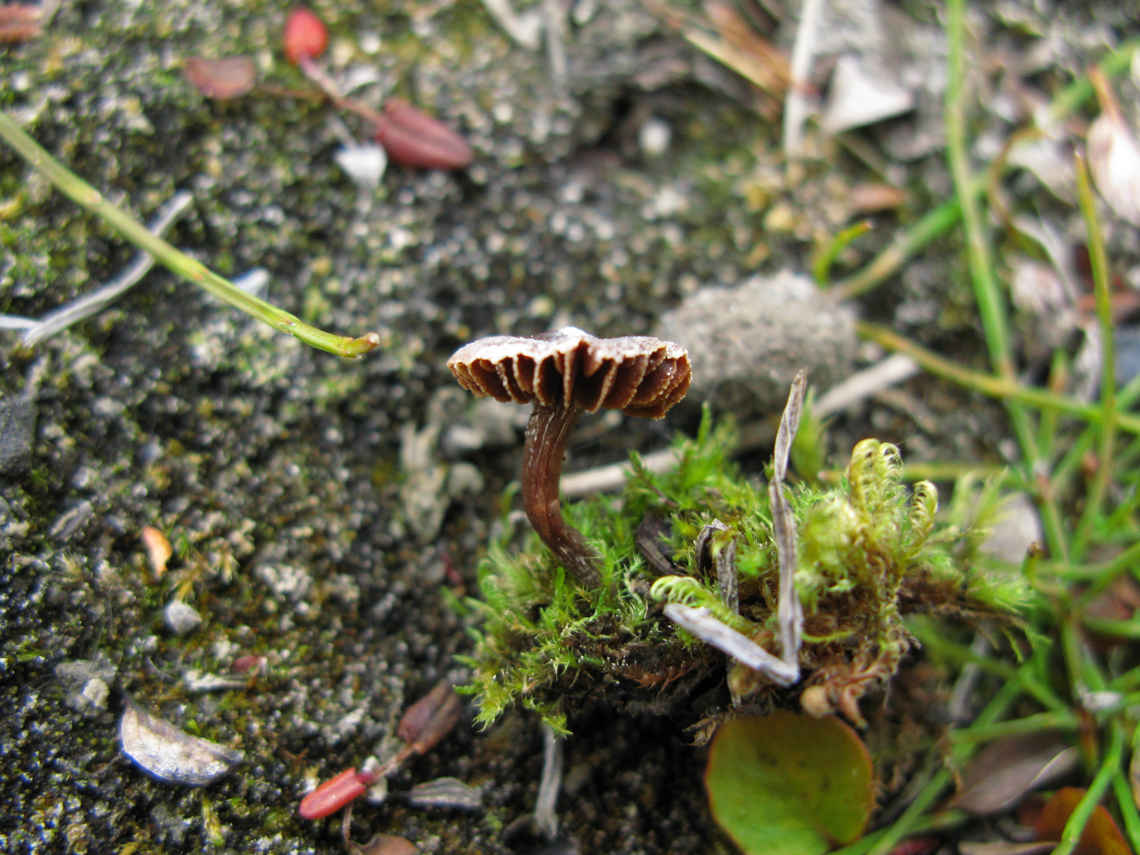 Stilksporesopper: Cortinarius pulchripes.