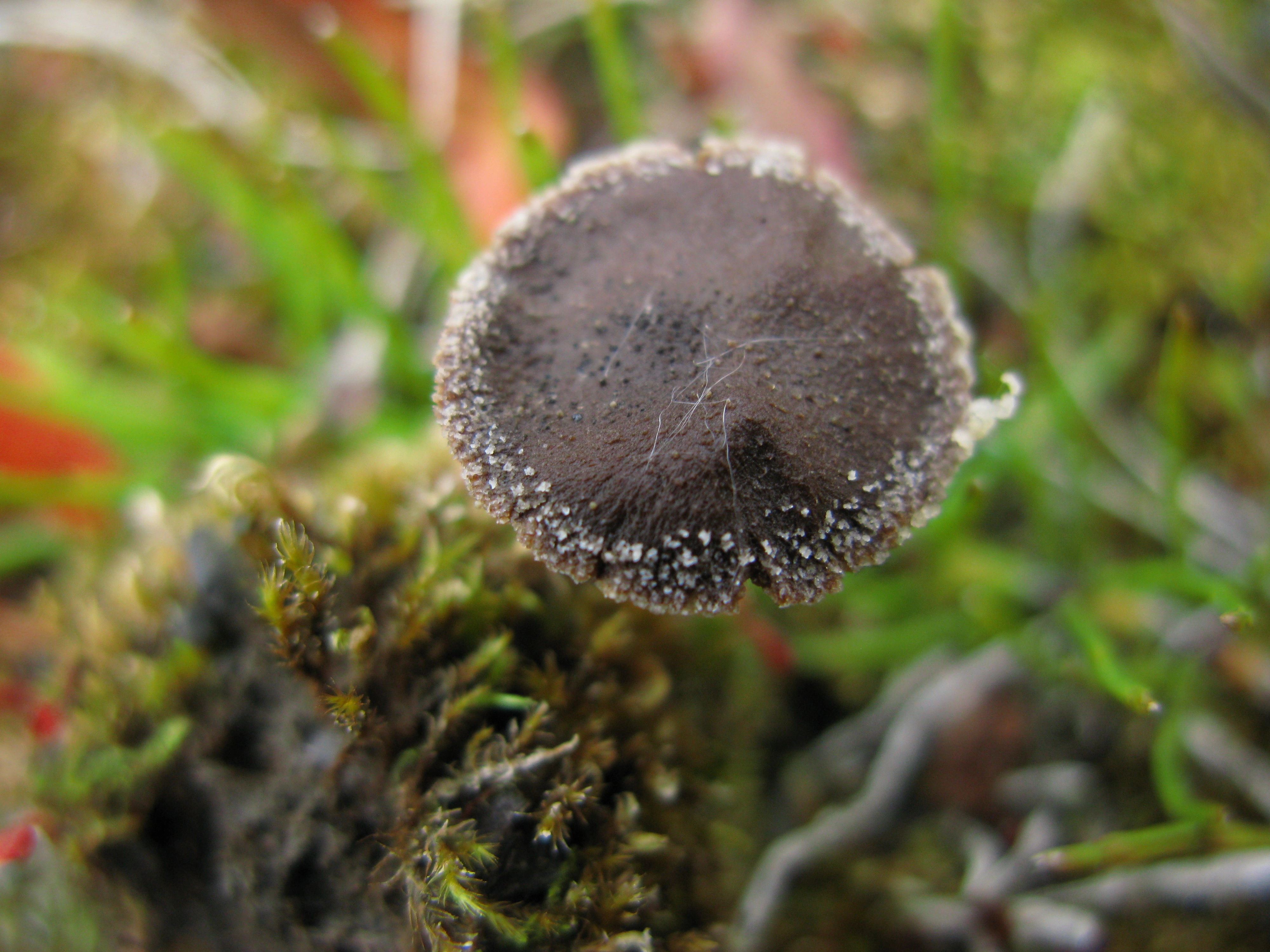 Stilksporesopper: Cortinarius rusticellus.