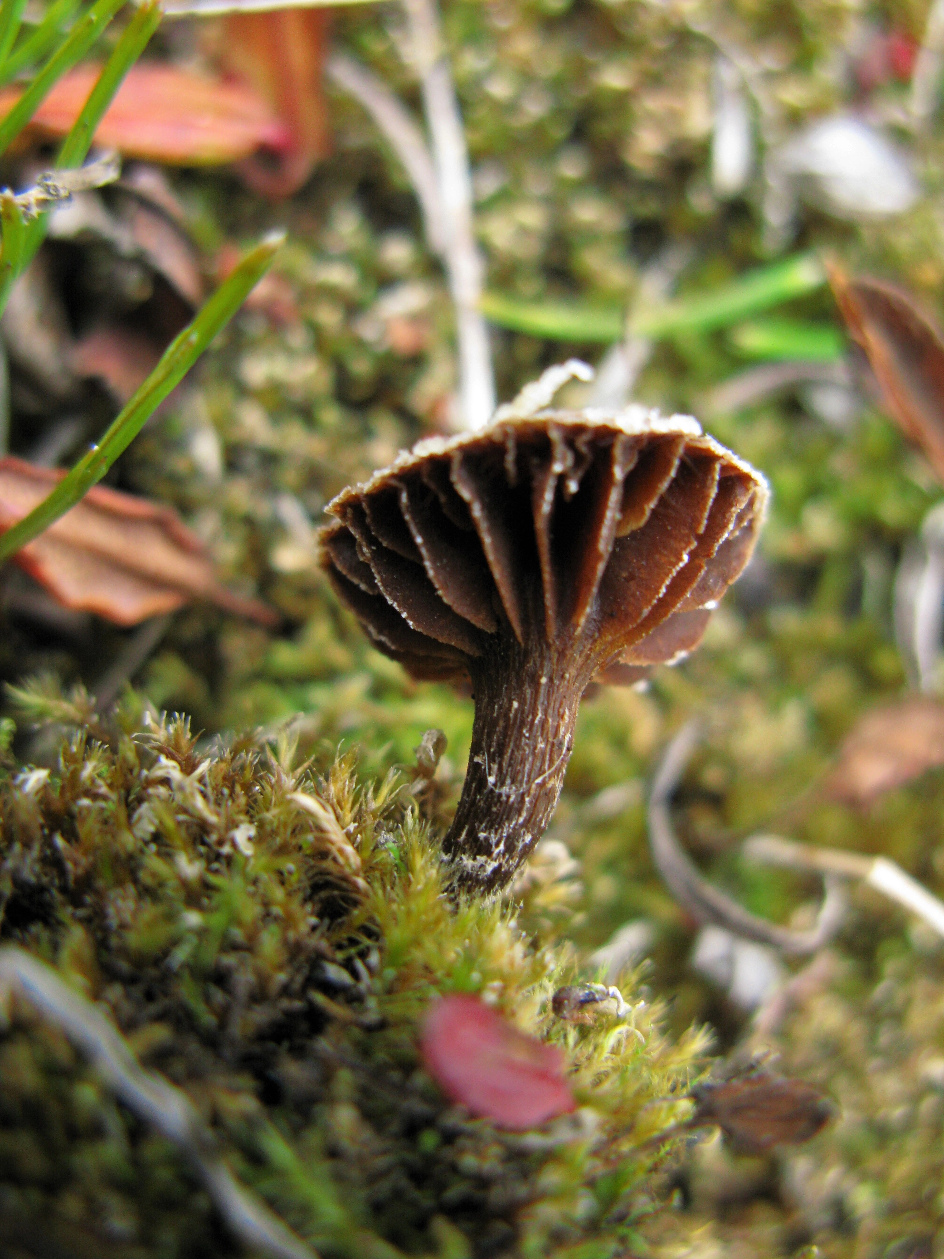 Stilksporesopper: Cortinarius rusticellus.