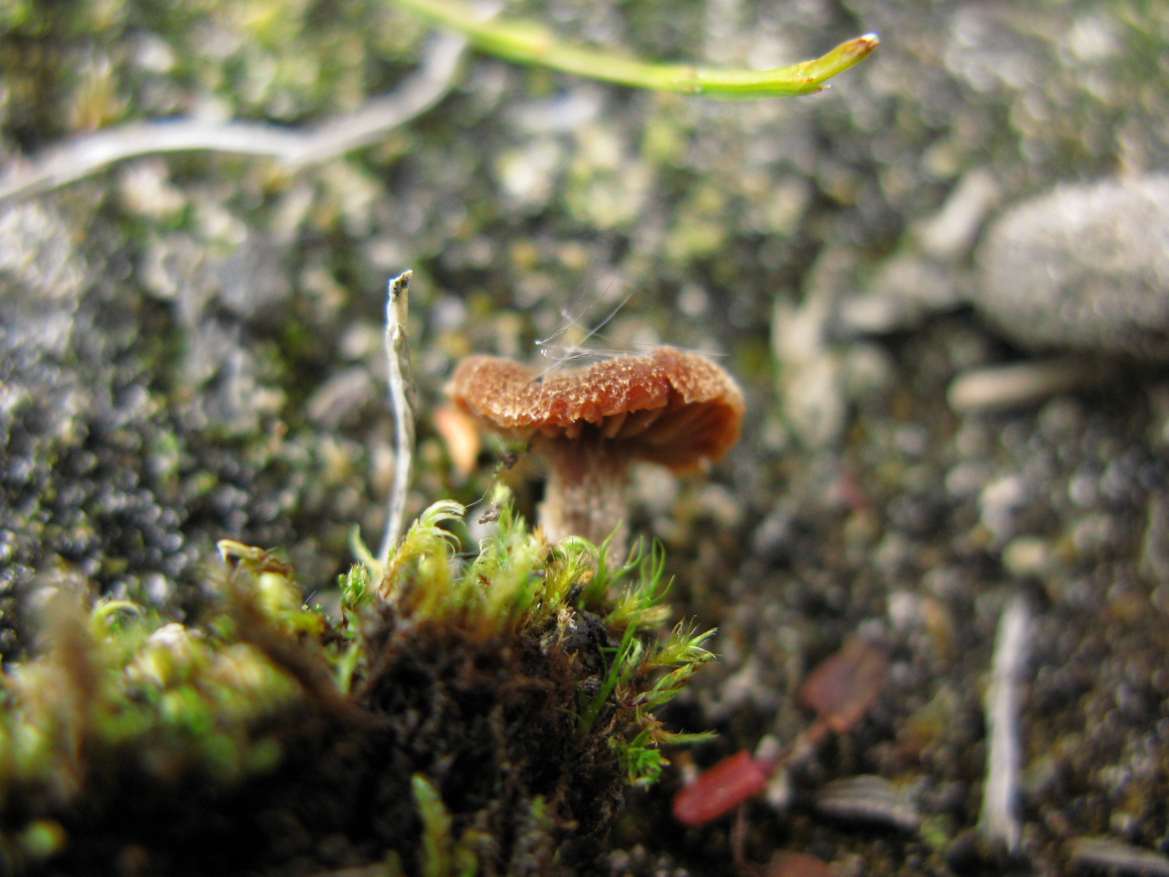 Stilksporesopper: Cortinarius rusticellus.