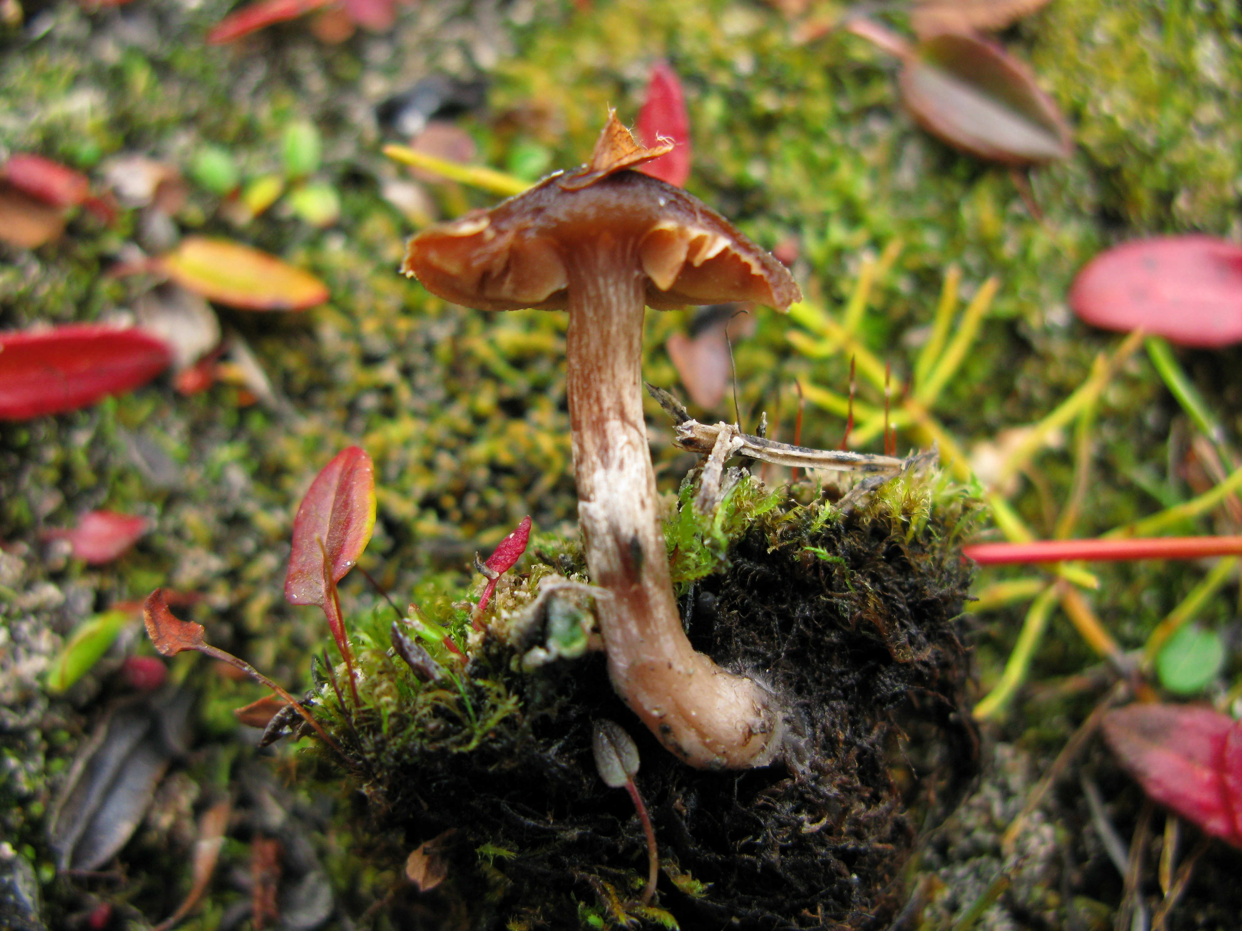 Stilksporesopper: Cortinarius pulchripes.