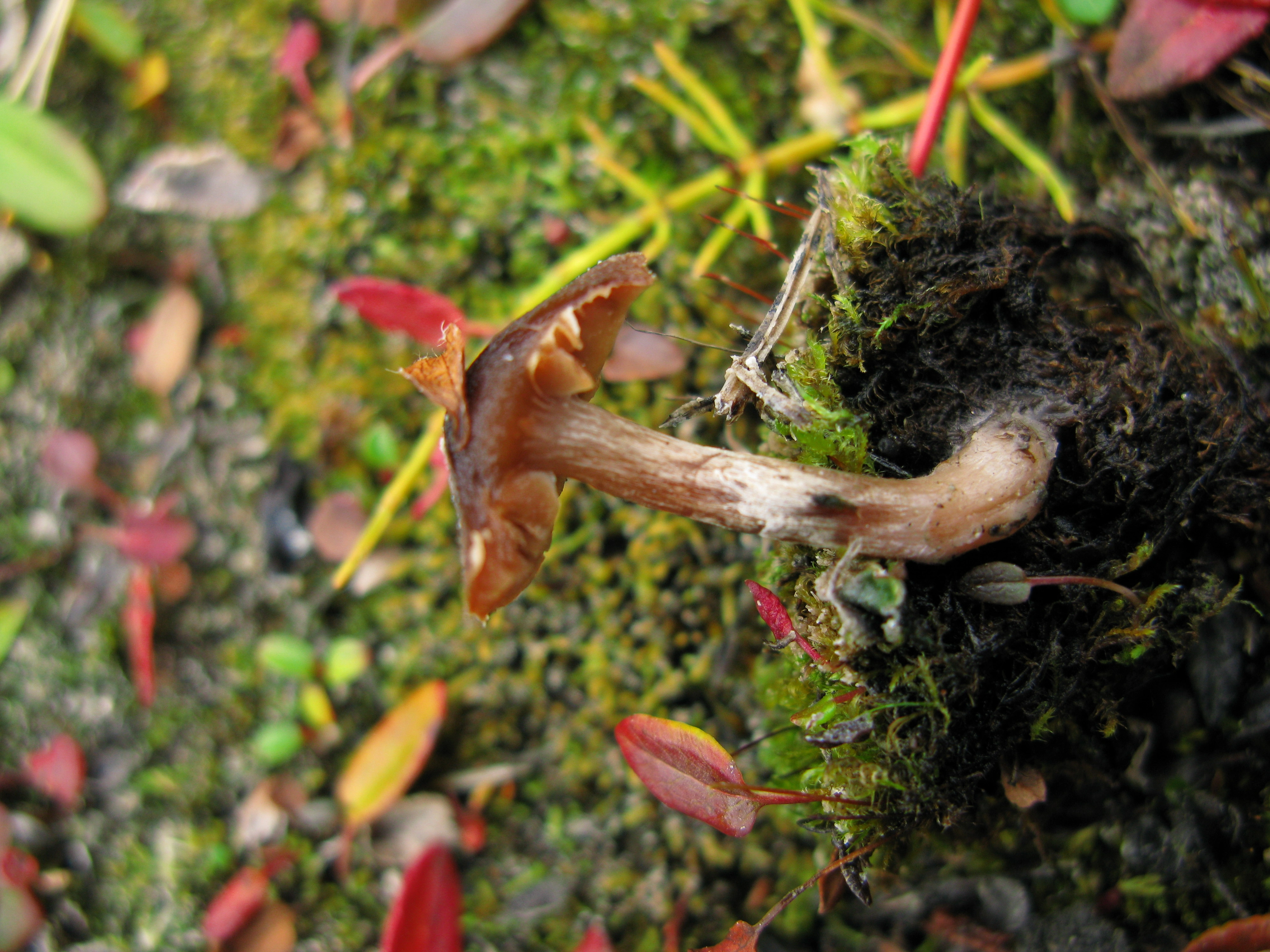 Stilksporesopper: Cortinarius pulchripes.