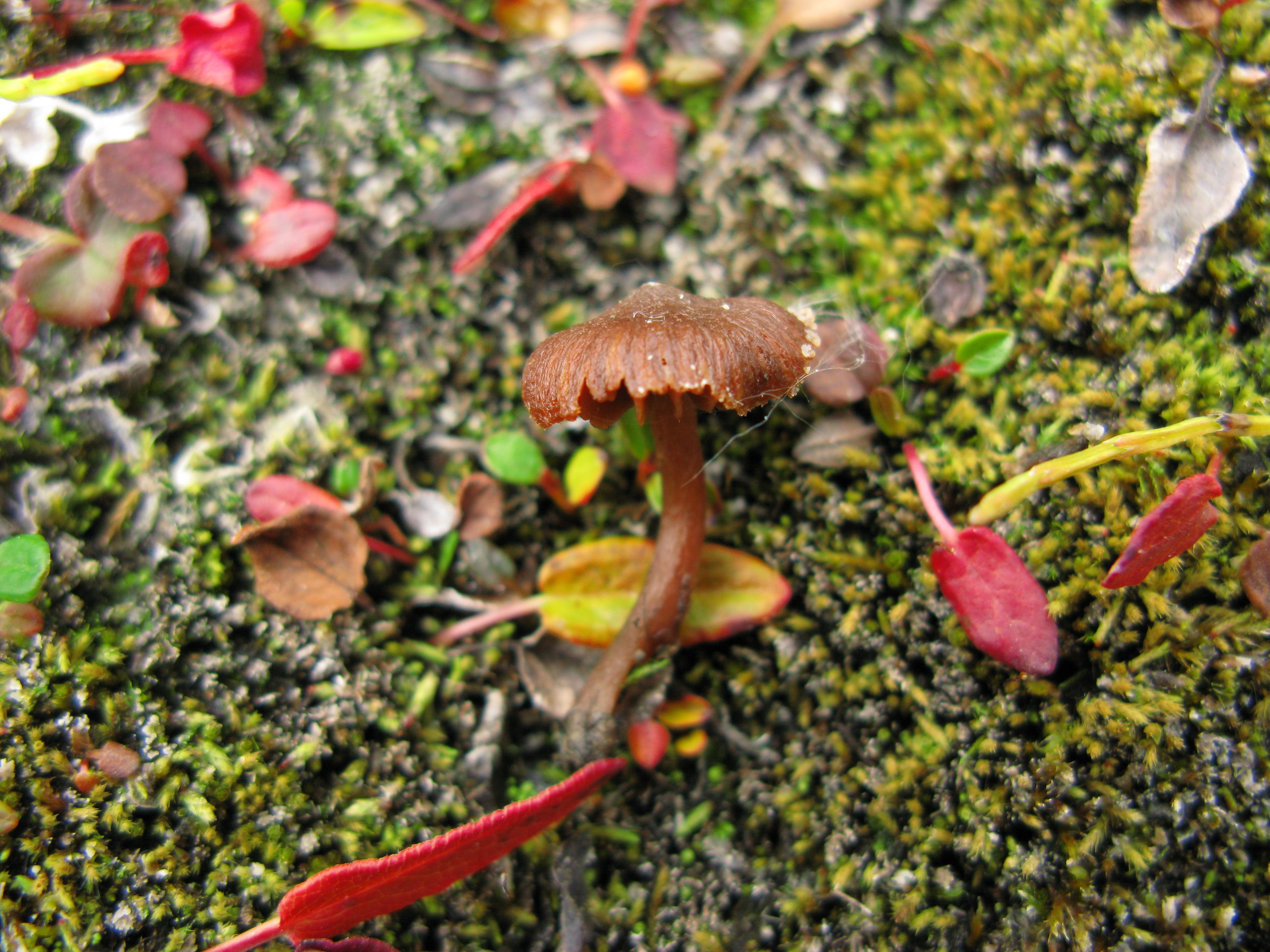 Stilksporesopper: Cortinarius rusticellus.