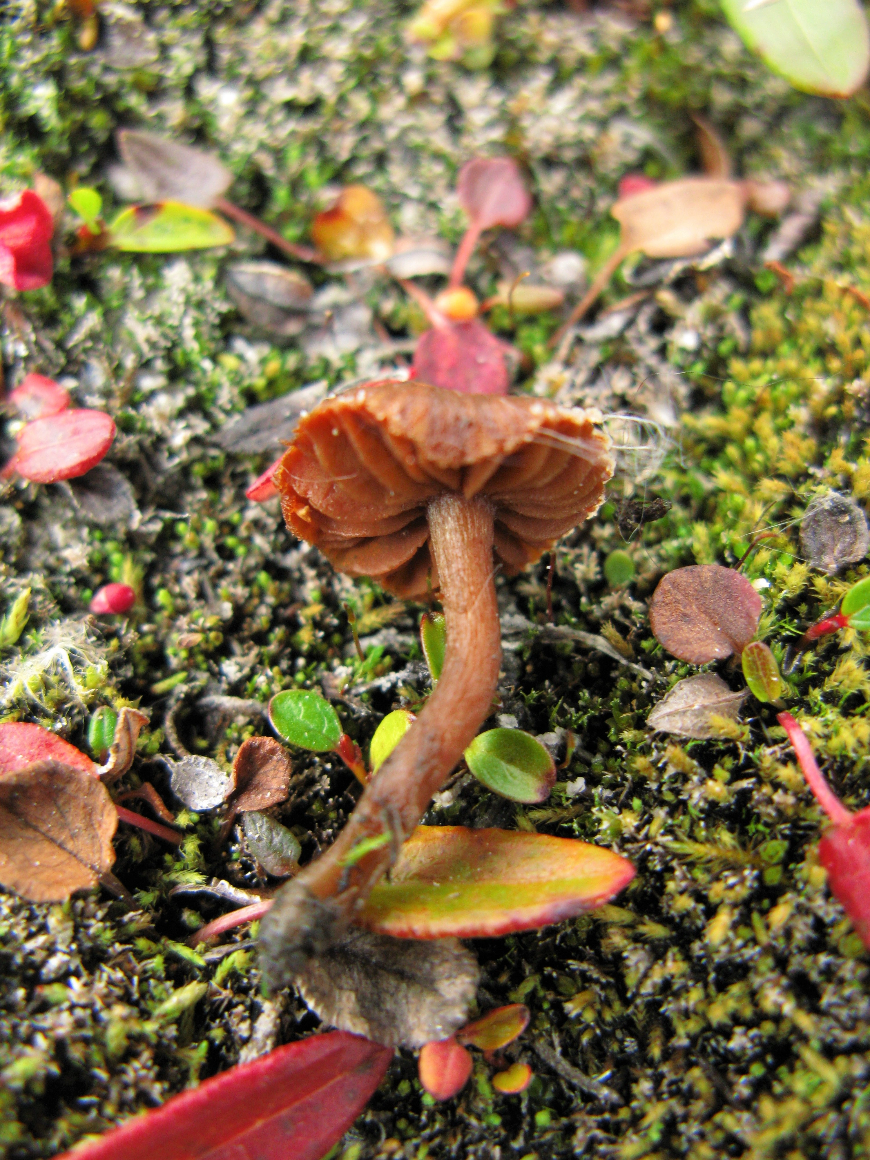 Stilksporesopper: Cortinarius rusticellus.