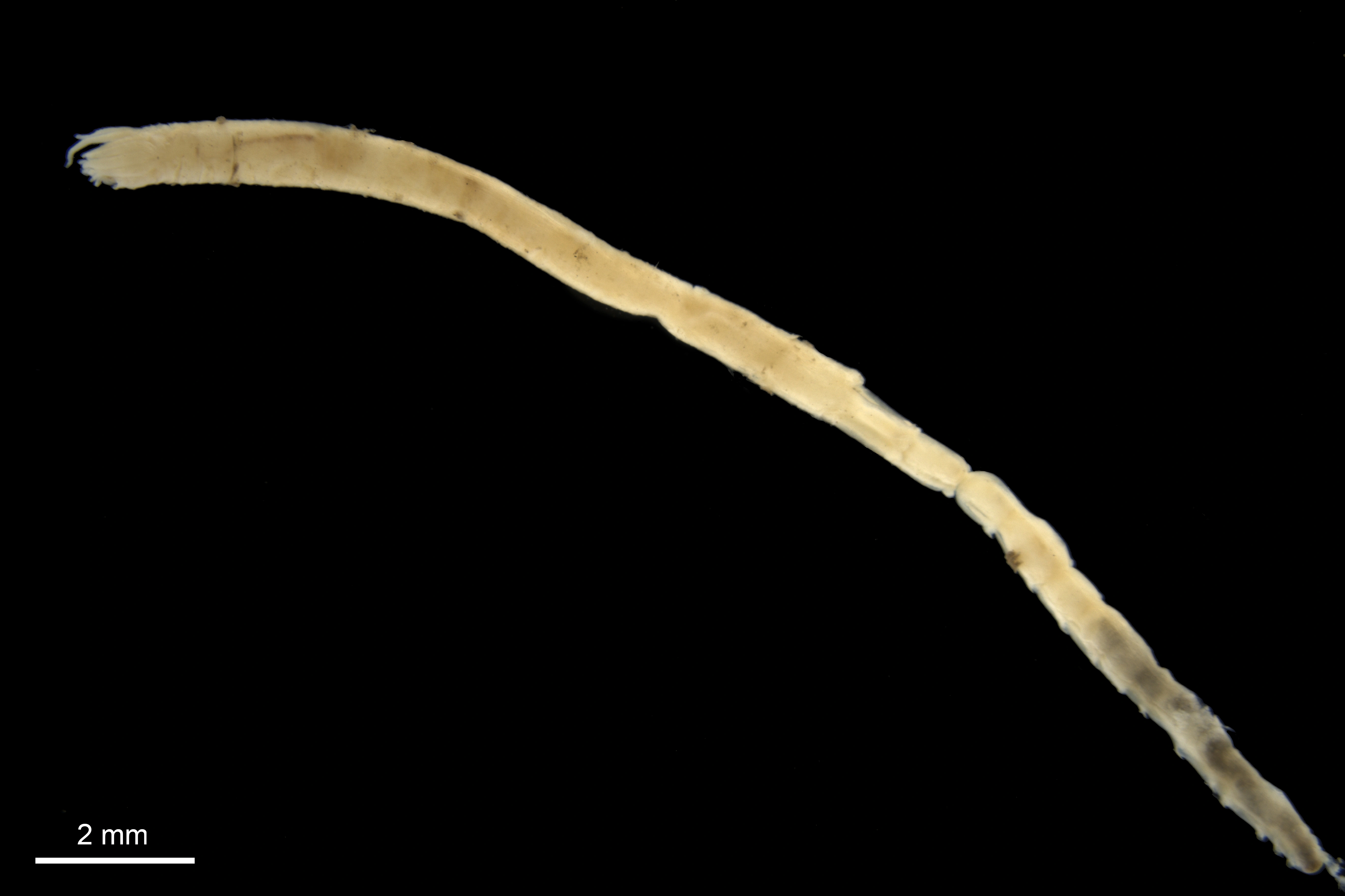 Leddormer: Glyphanostomum pallescens.