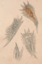 Bløtdyr: Proctonotus mucroniferus.