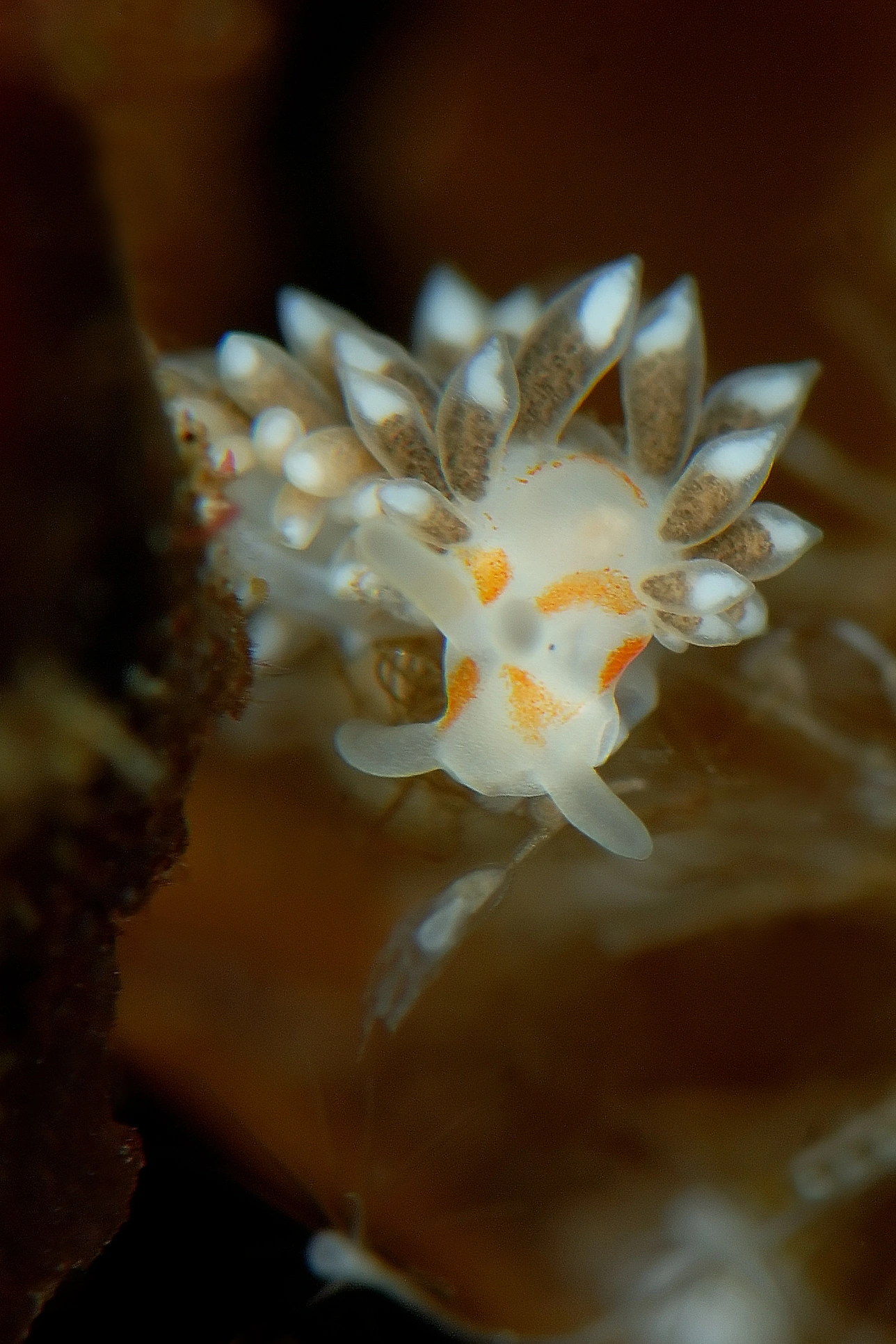 Bløtdyr: Trinchesia foliata.