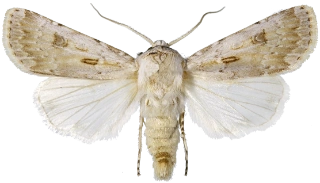 hvitt sandjordfly