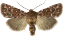 Røsslyngfly.