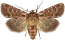 Røsslyngfly.