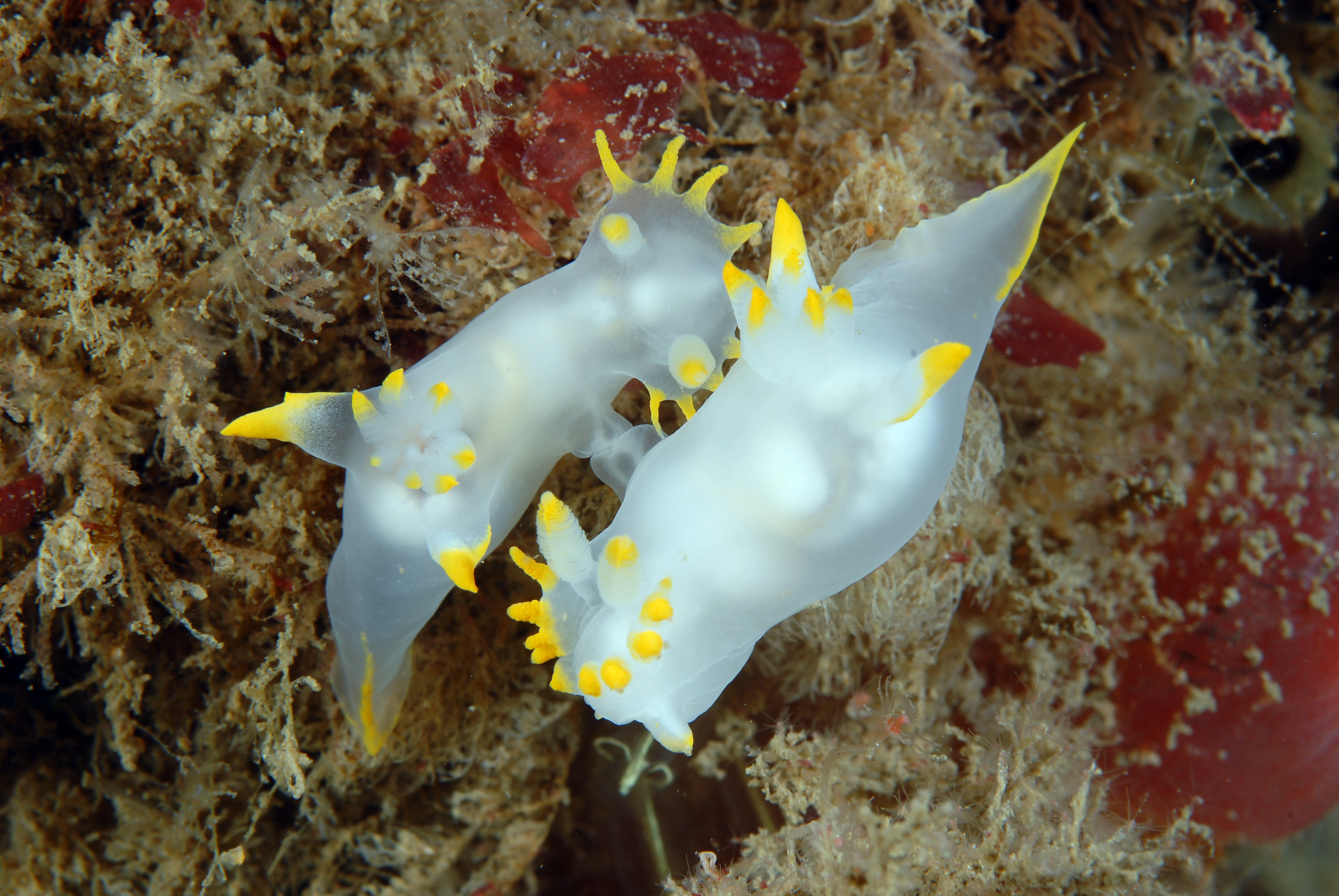 Bløtdyr: Polycera kernowensis.