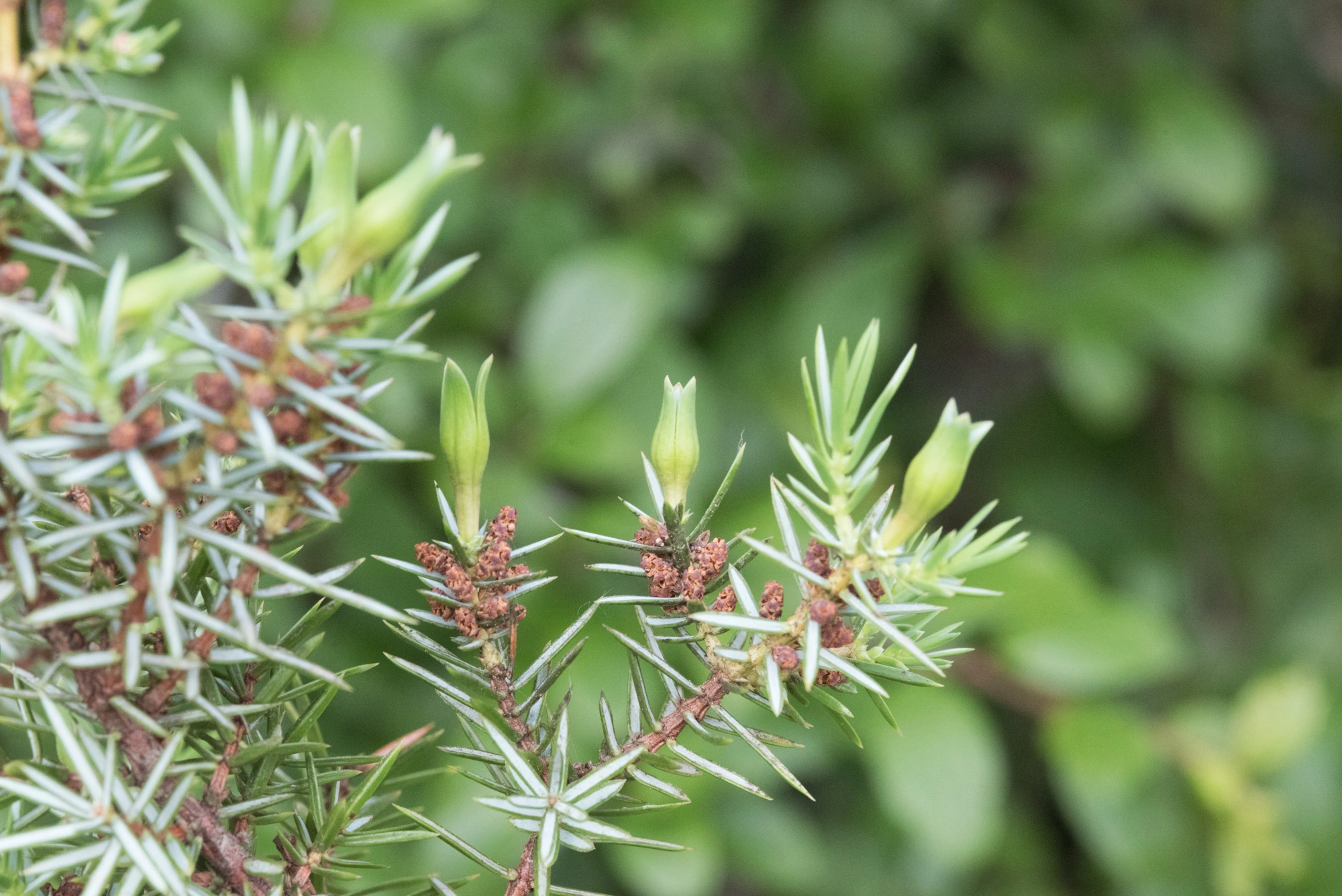 Einer. Tovinger: Oligotrophus juniperinus.