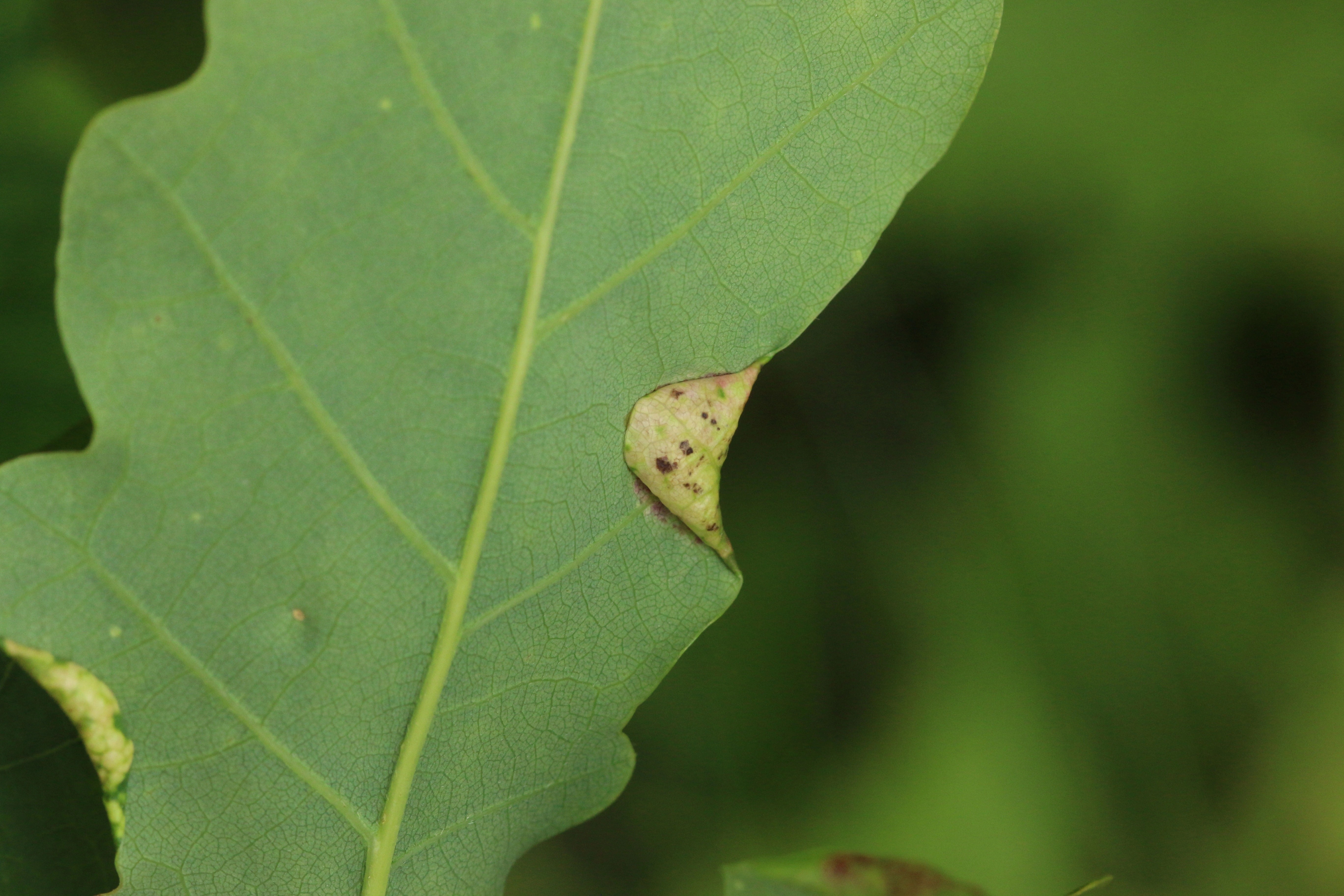 Tovinger: Macrodiplosis pustularis. Sommereik.