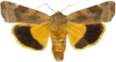 Bredbåndfly.