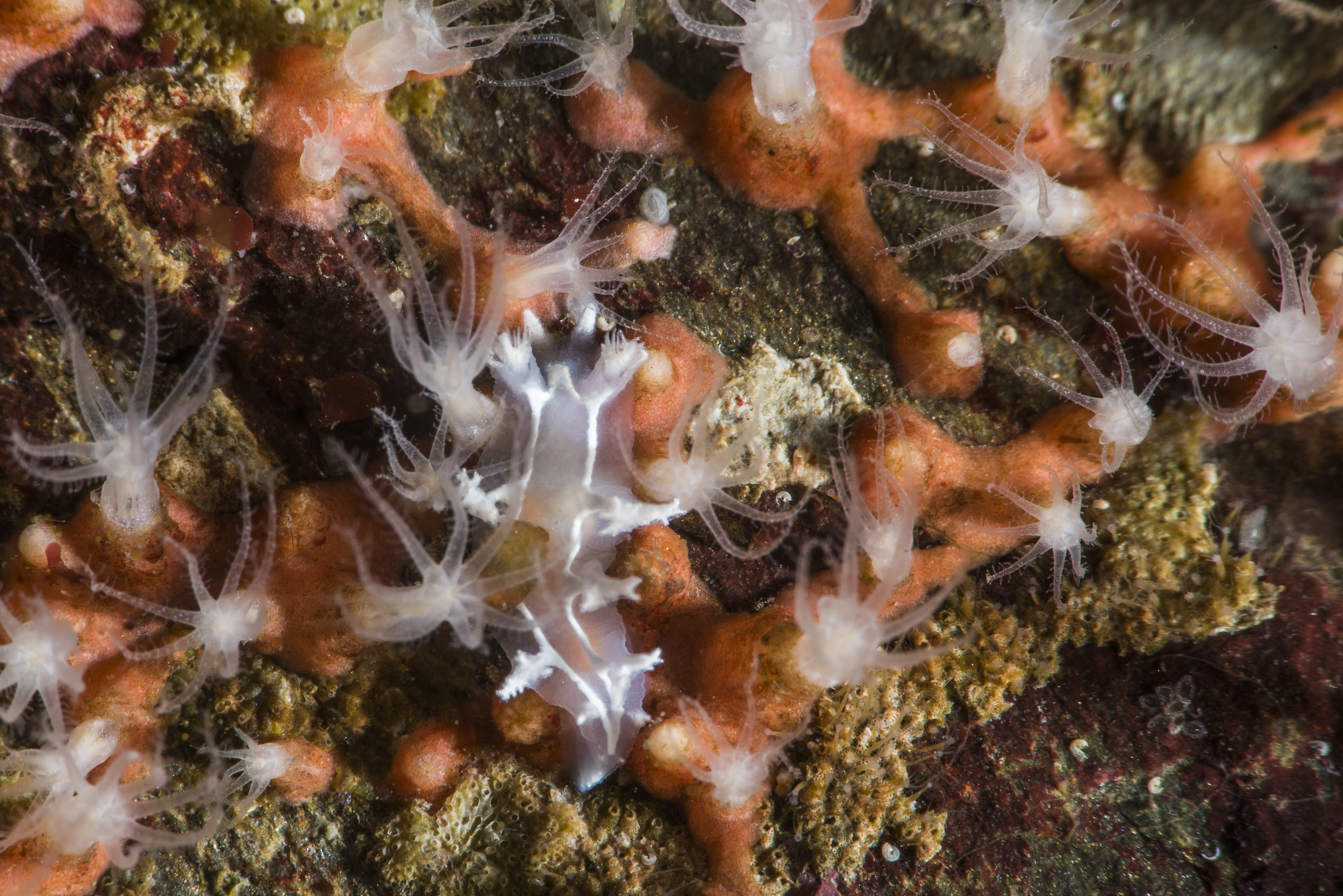 Nakensnegler: Candiella lineata.