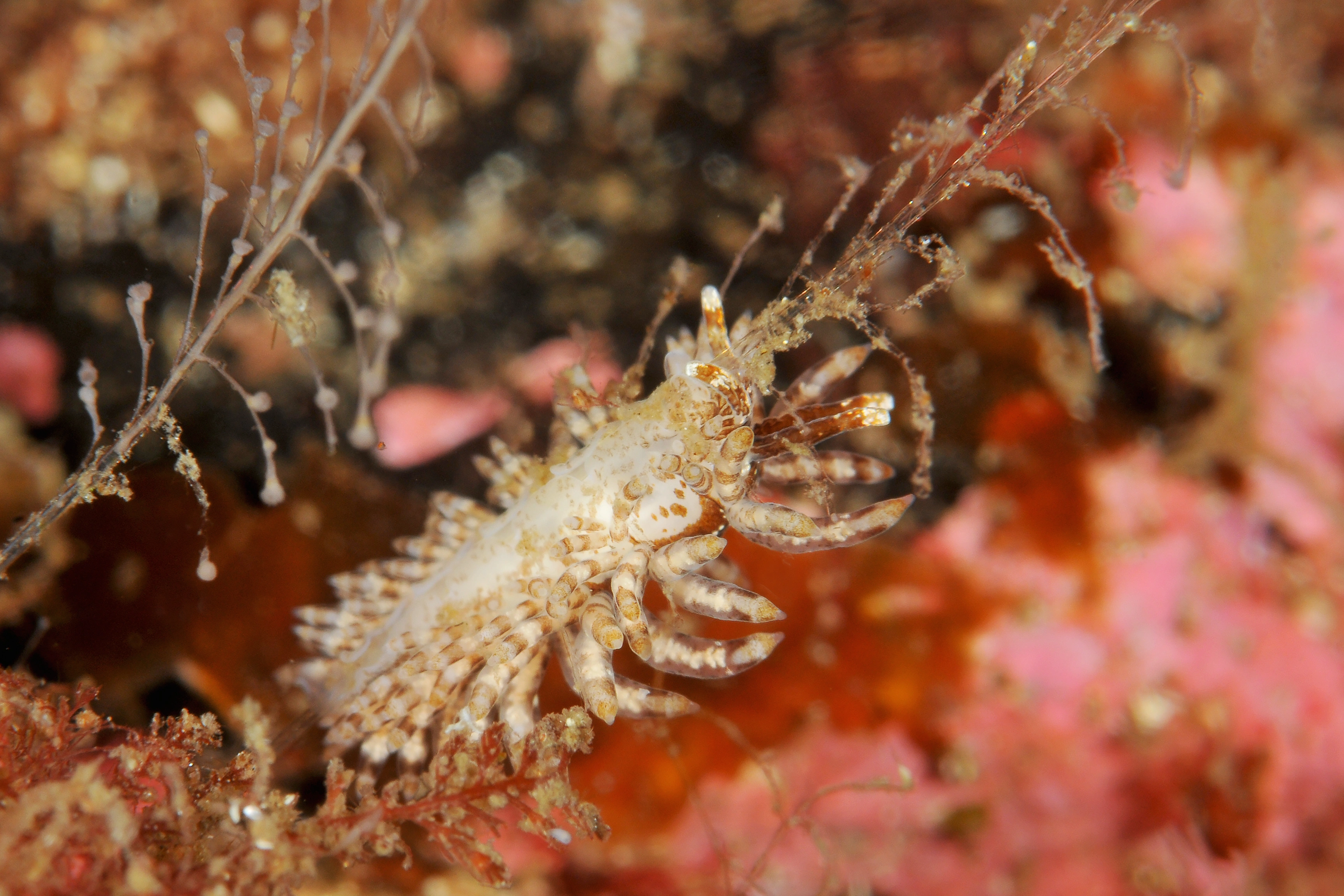 Bløtdyr: Eubranchus vittatus.