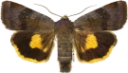 Mørkt båndfly.