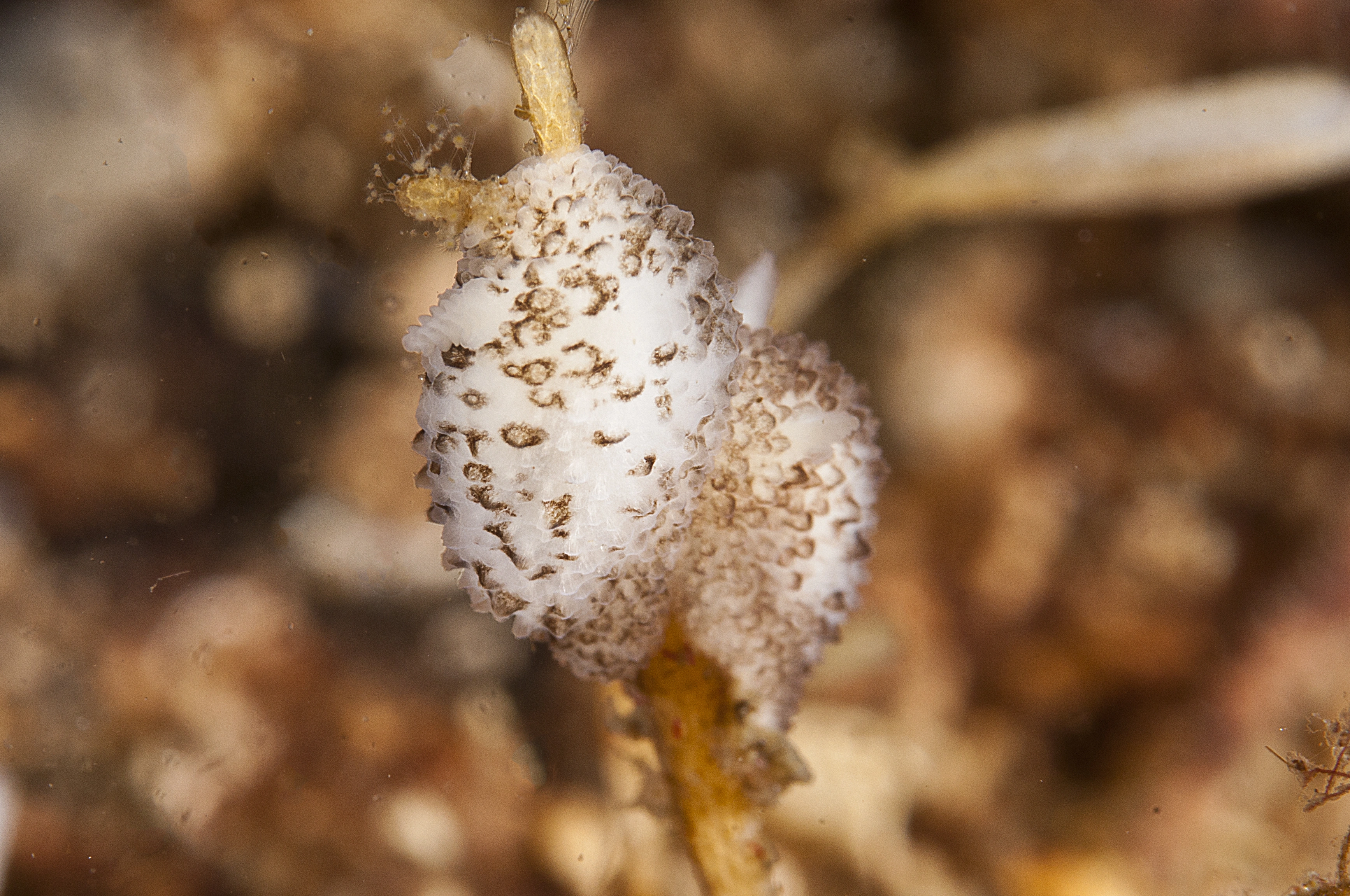 Nakensnegler: Atalodoris oblonga.