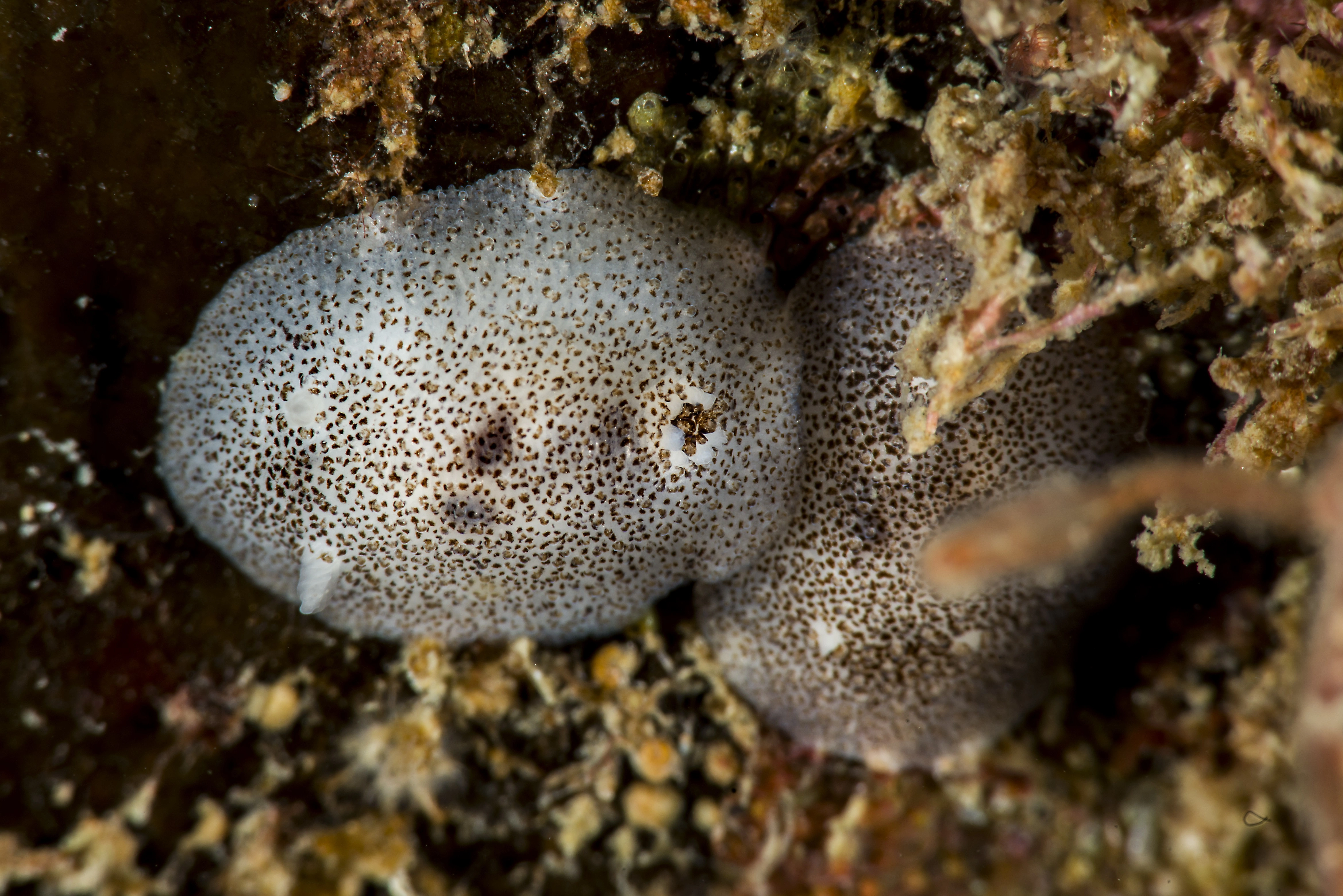 Bløtdyr: Atalodoris pusilla.