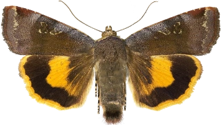 fiolett båndfly