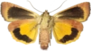 Fiolett båndfly.