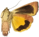 Fiolett båndfly.