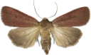 Lyngbakkefly.