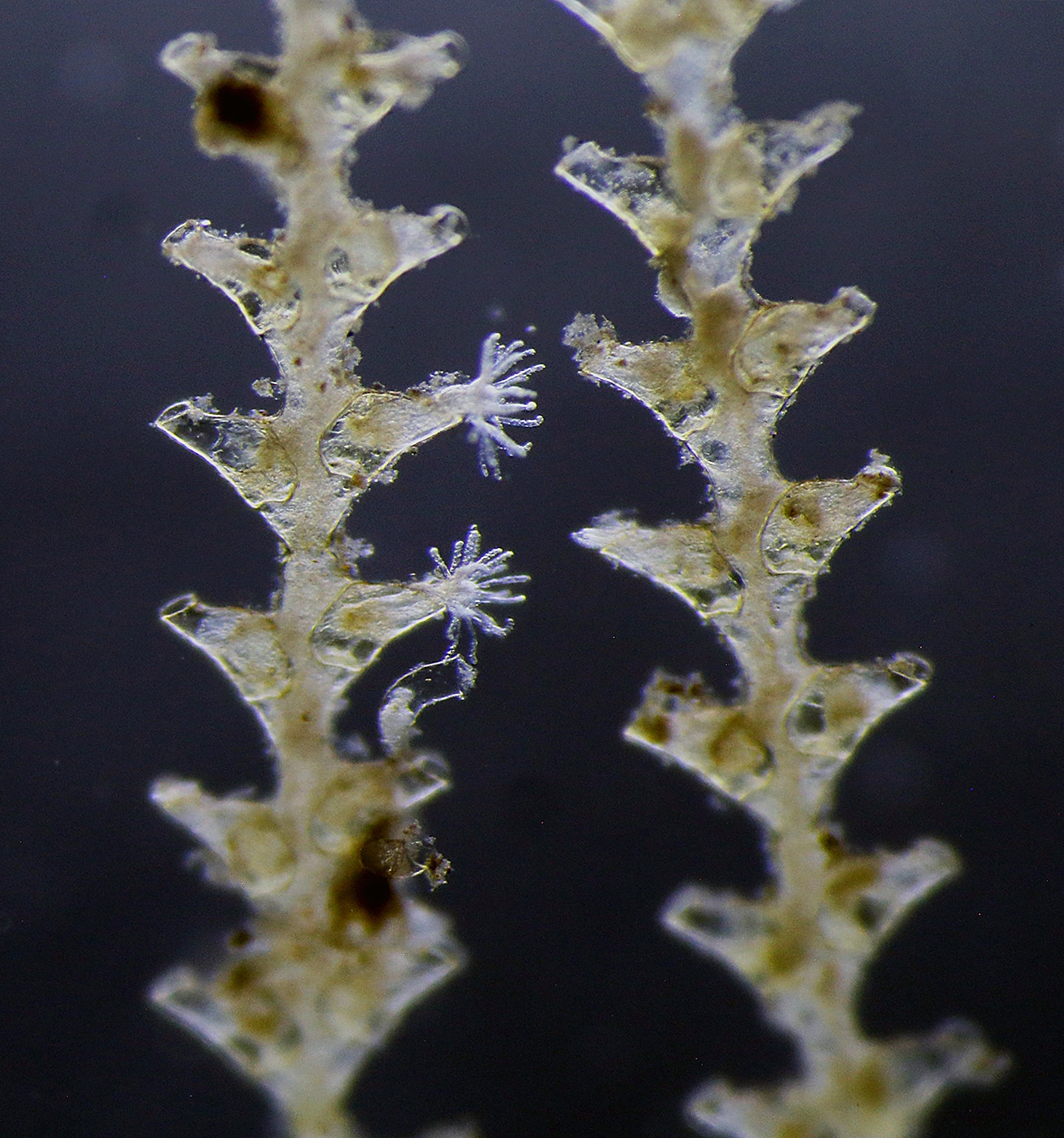 Hydrozoer: Abietinaria filicula.