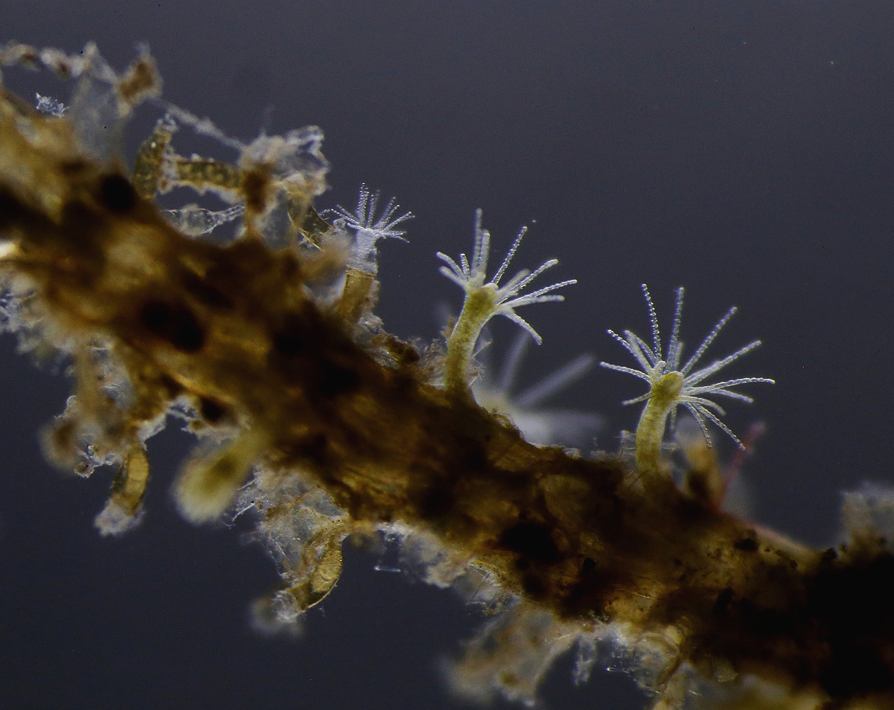 Hydrozoer: Grammaria abietina.