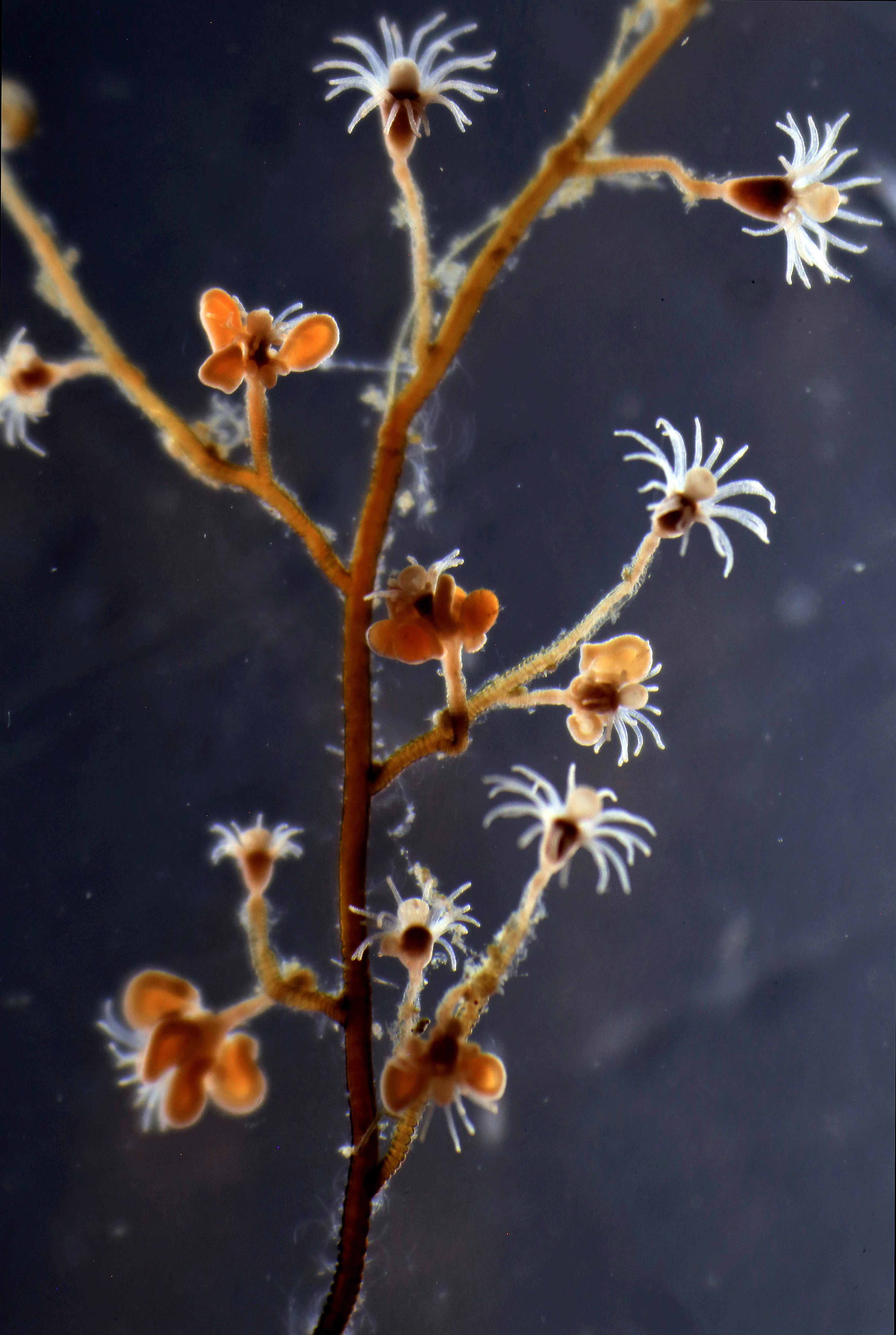 Hydrozoer: Eudendrium ramosum.