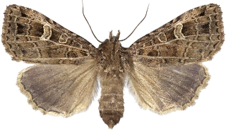 nettfly