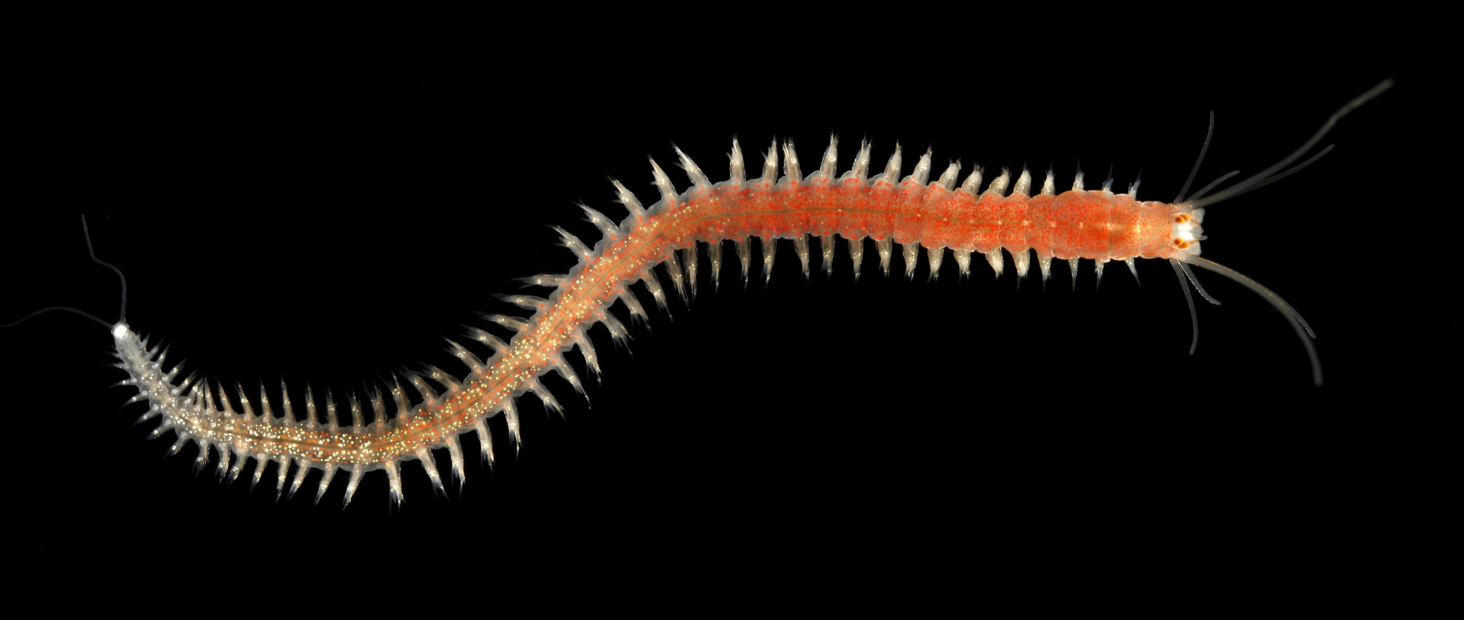 Leddormer: Platynereis dumerilii.